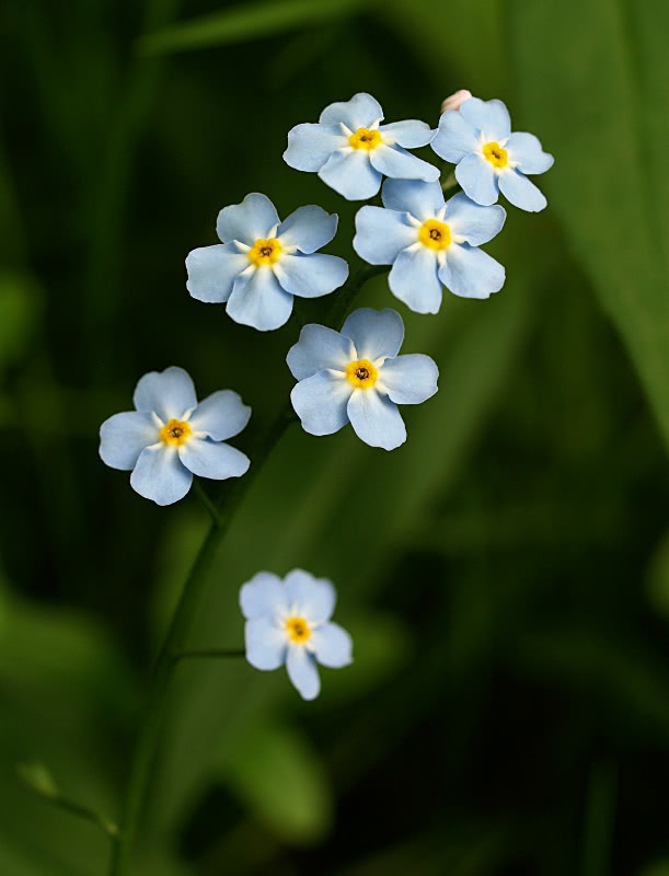True Forget-me-not.