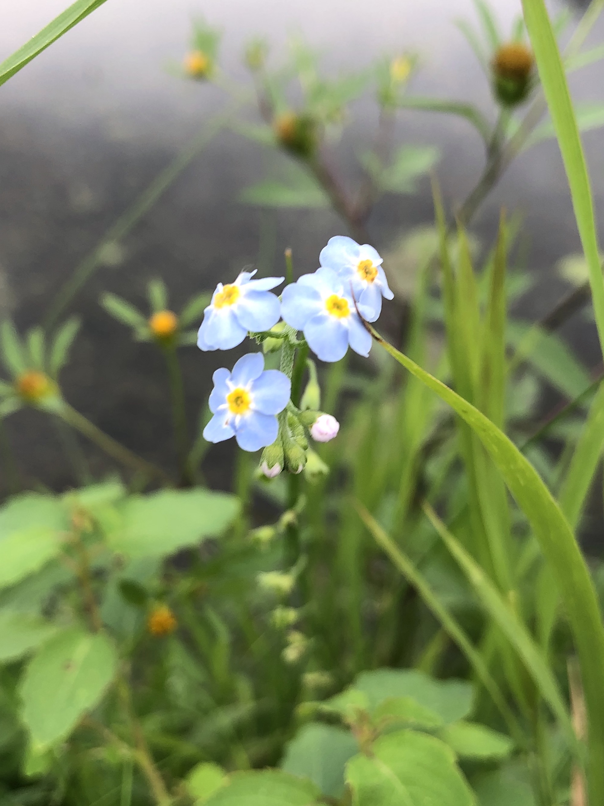 True Forget-me-not on shore of Vilas Park lagoon in Madison, Wisconsin on September 4, 2021.