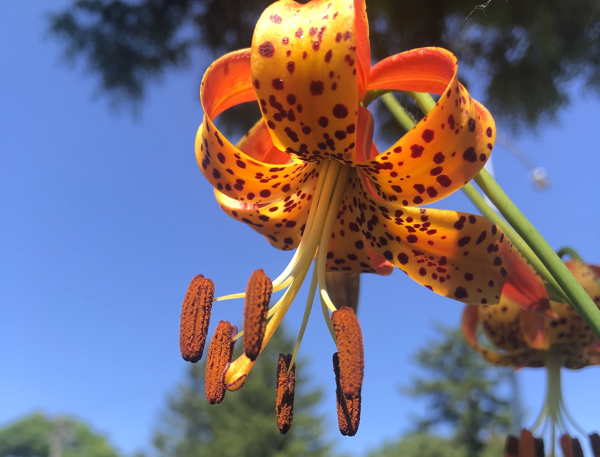 Michigan Lily in Oak Savanna on July 4, 2020.