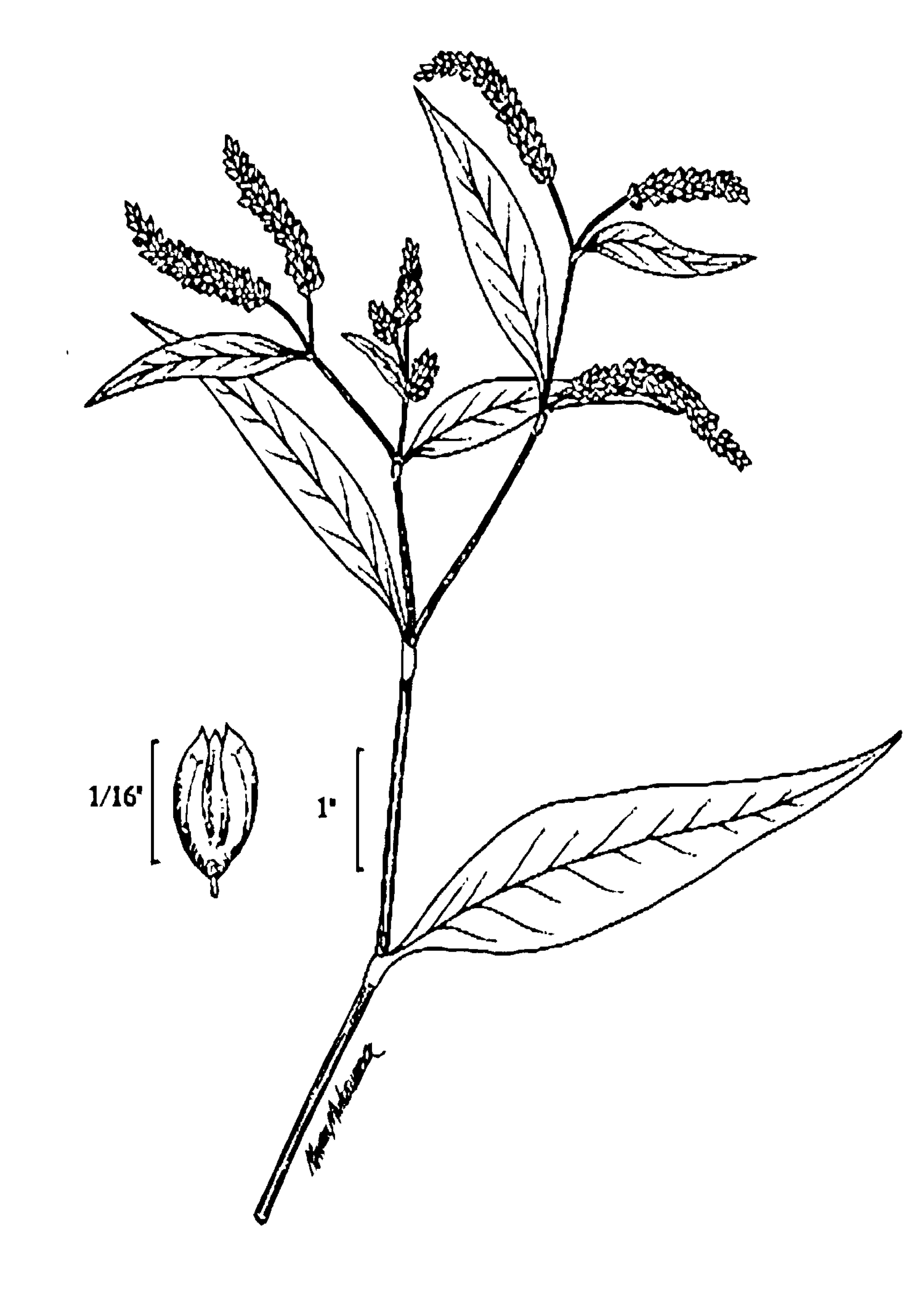 Nodding Smartweed line drawing from USDA  NRCS, Wetland flora: Field office illustrated guide to plant species.