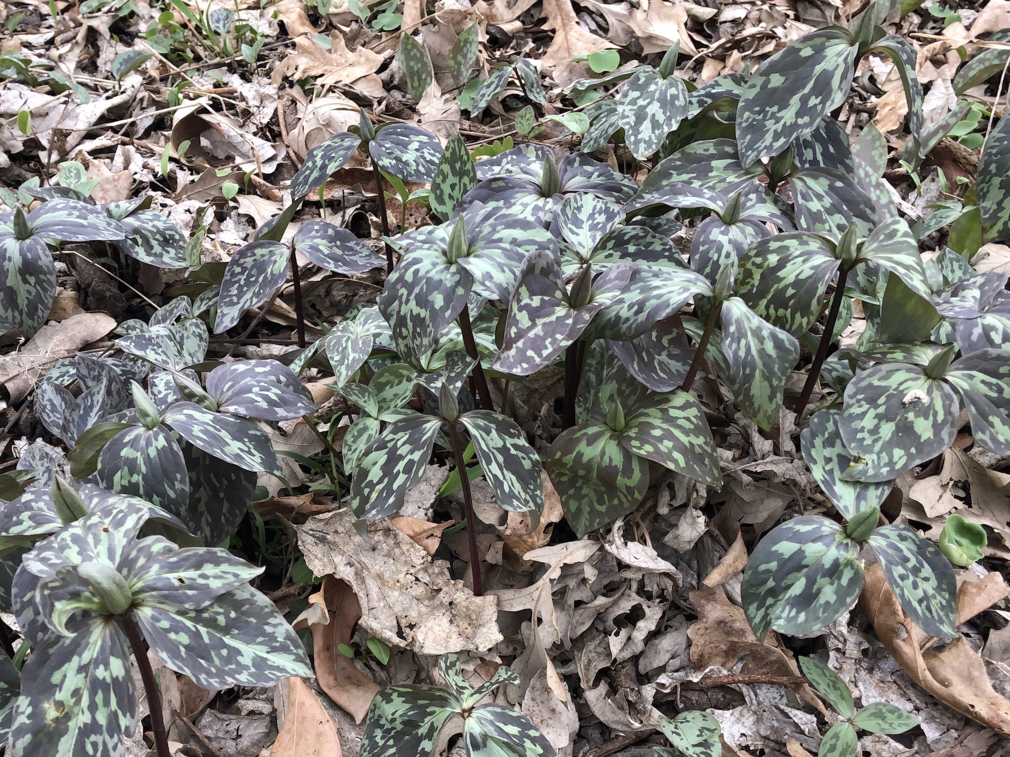 Trillium off of bike path between Marion Dunn and Duck Pond on April 18, 2019.
