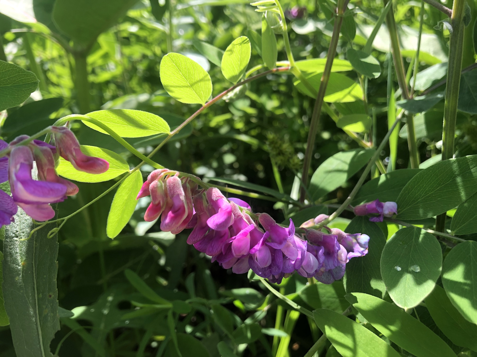 Veiny Pea in the Curtis Prairie in the University of Wisconsin-Madison Arboretum in Madison, Wisconsin on June 9, 2022.