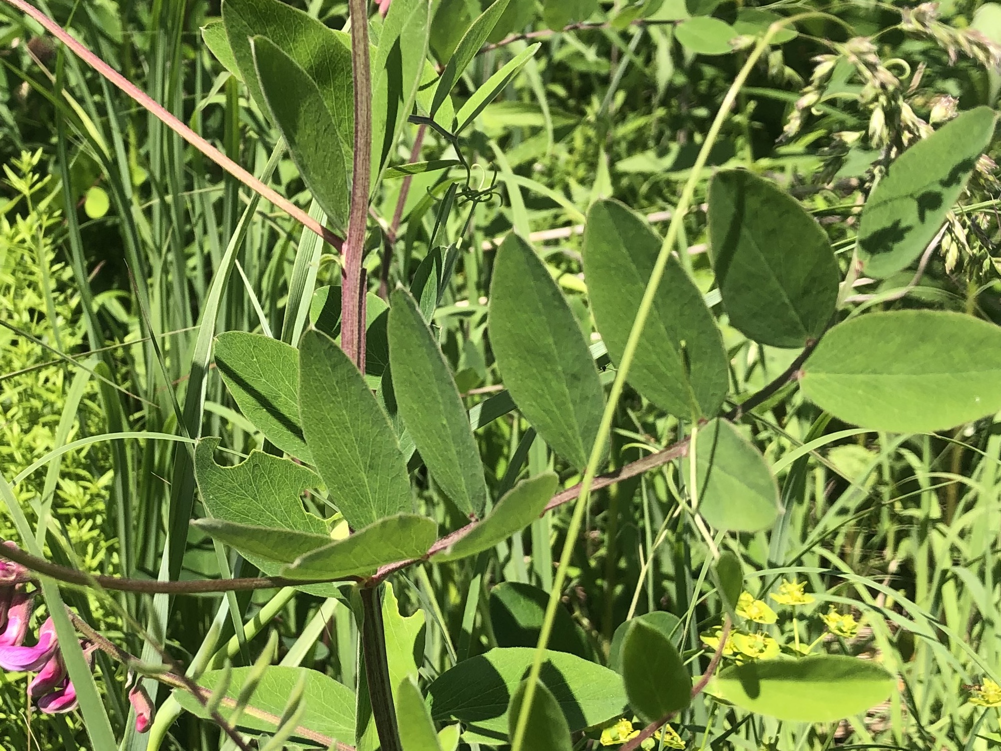 Veiny Pea leaves and stems in the Curtis Prairie in the University of Wisconsin-Madison Arboretum in Madison, Wisconsin on June 9, 2022.