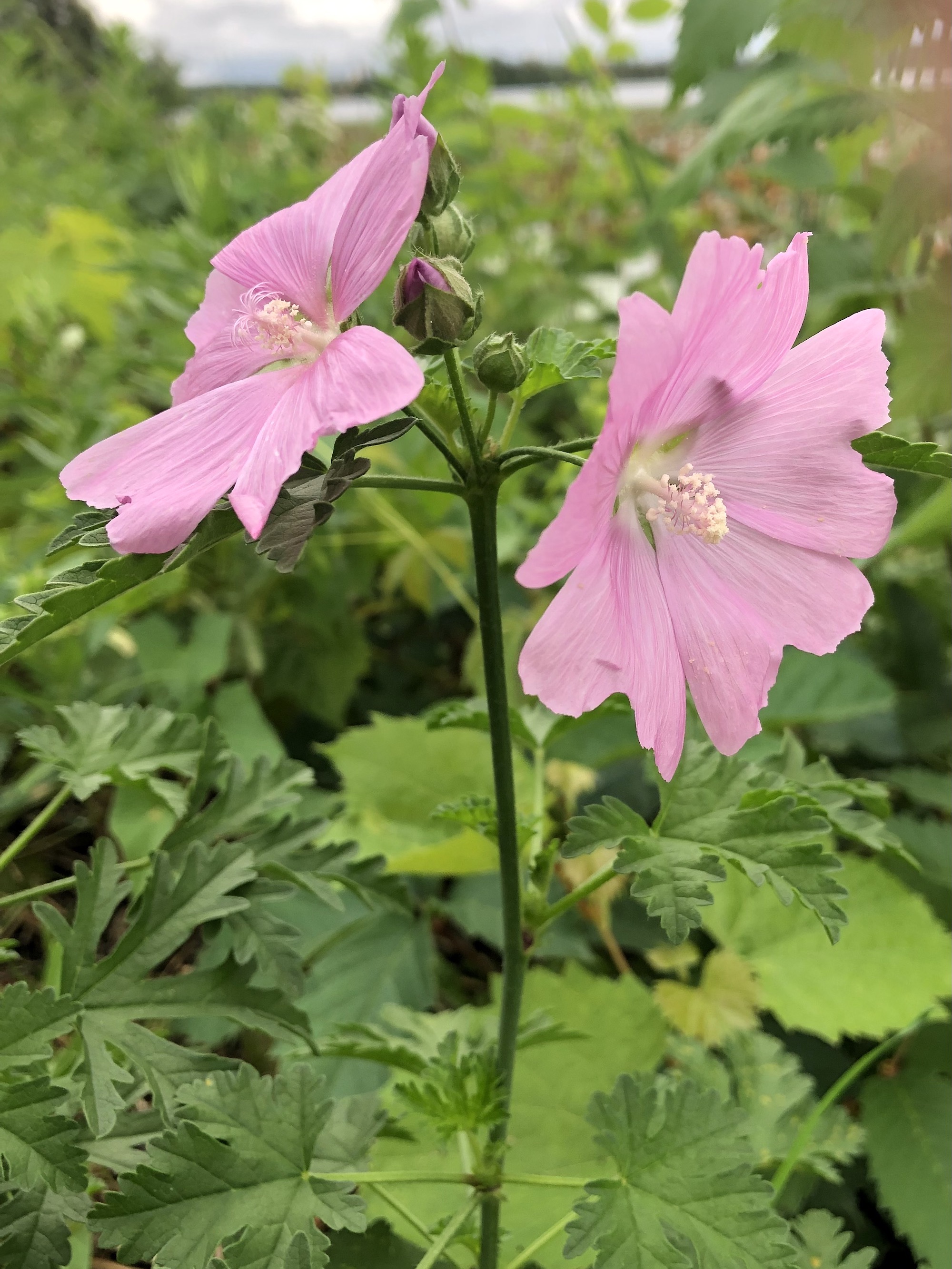 Vervain Mallow on the shore of Lake Wingra in Vilas Park in Madison, Wisconsin on September 4, 2021.