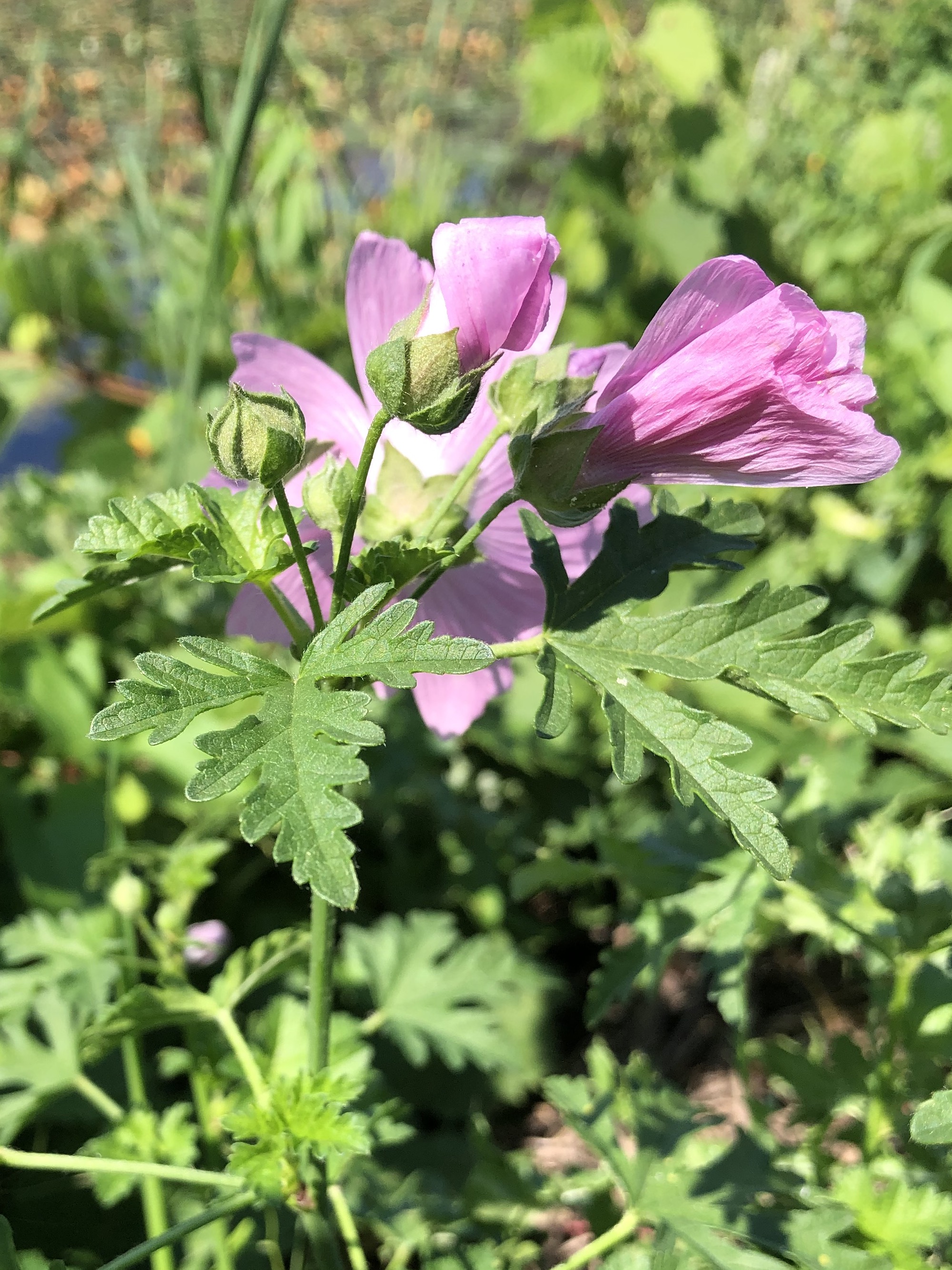 Vervain Mallow on the shore of Lake Wingra in Vilas Park in Madison, Wisconsin on September 5, 2021.