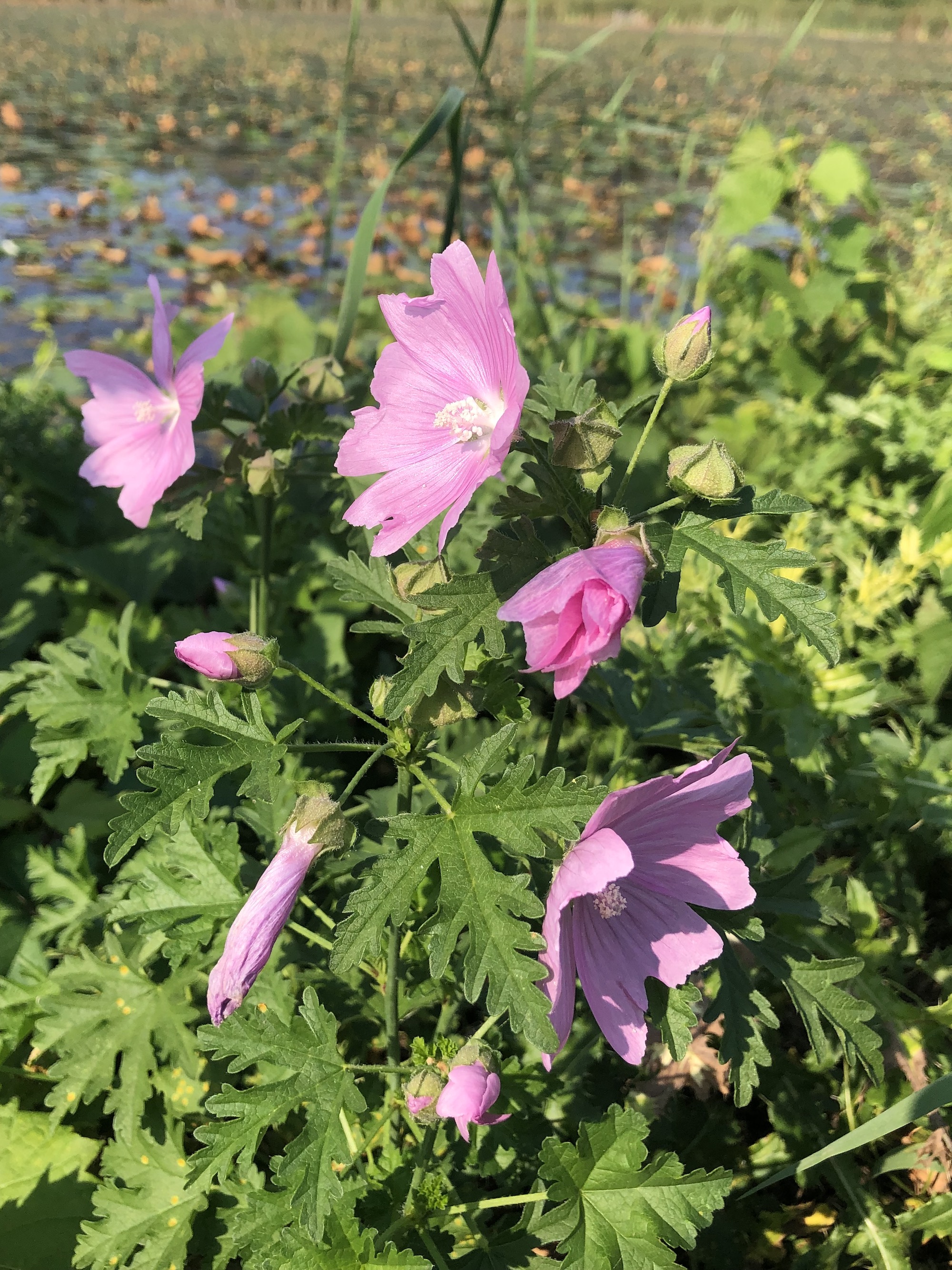 Vervain Mallow on the shore of Lake Wingra in Vilas Park in Madison, Wisconsin on September 10, 2021.