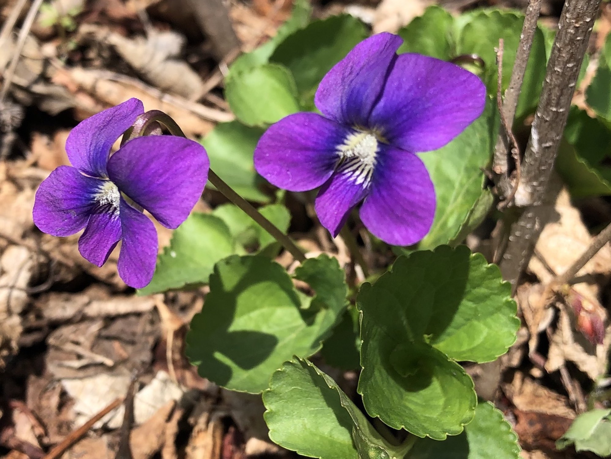 Violet in UW Arborteum Native Garden in Madison, Wisconsin on April 17, 2021.