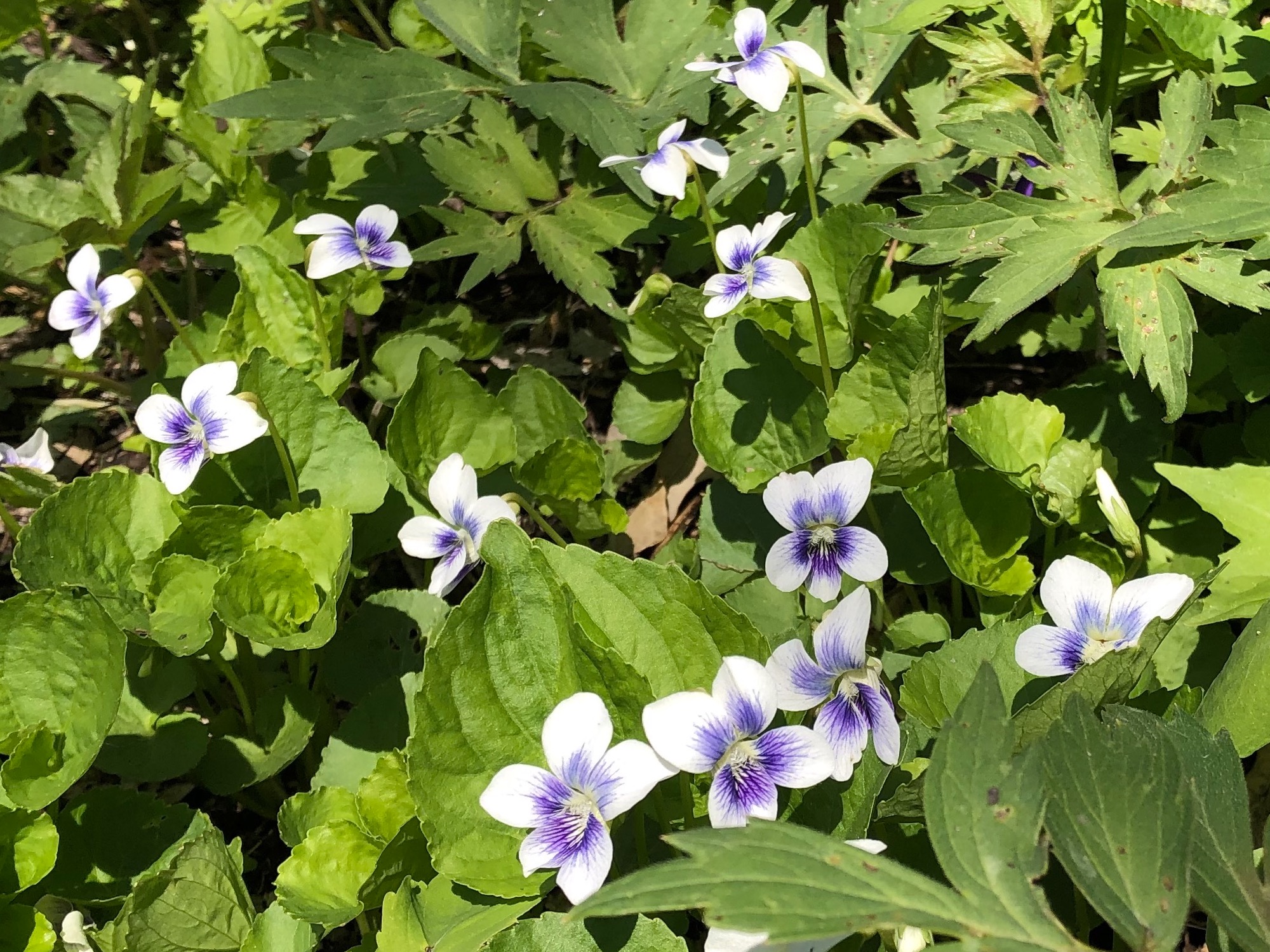 Wood Violets near the Duck Pond on May 5, 2019.