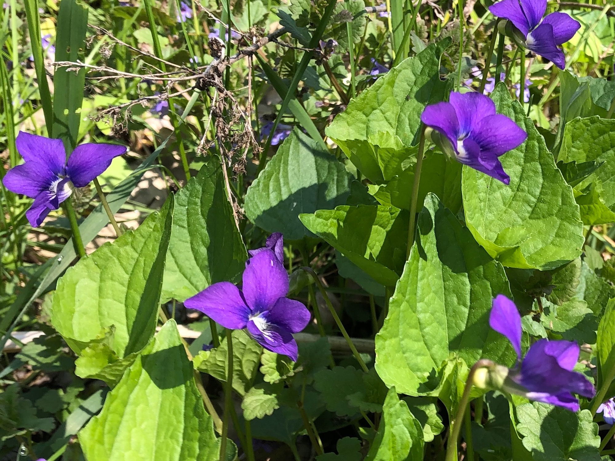 Wood Violets near the Duck Pond on May 14, 2019.