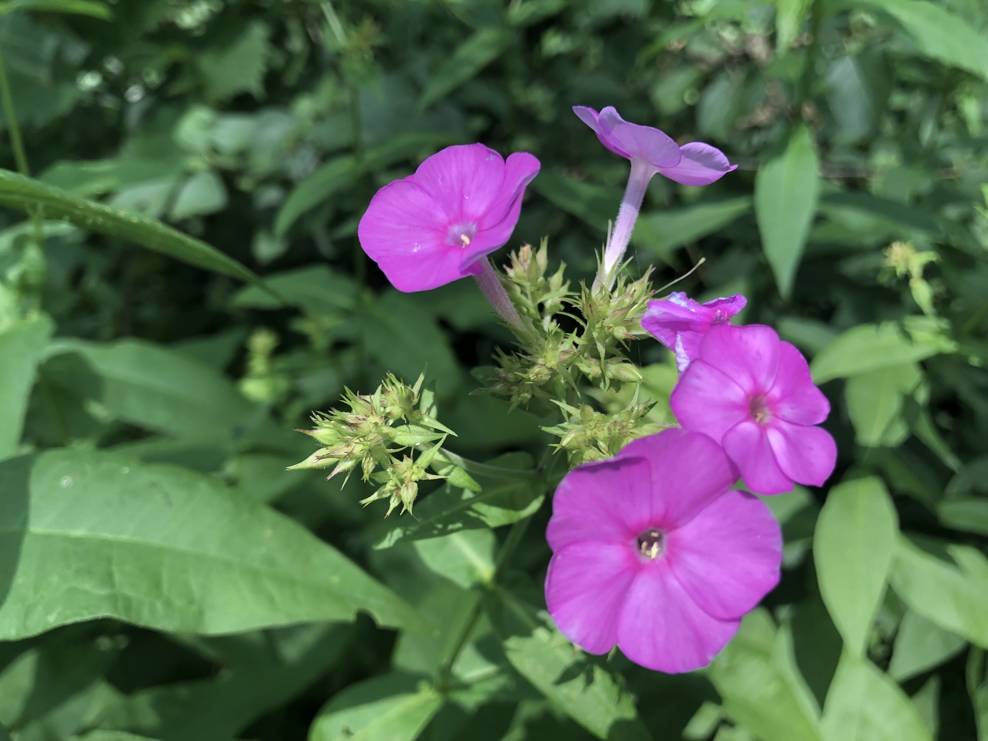 Tall Garden Phlox by Duck Pond on July 23, 2019.