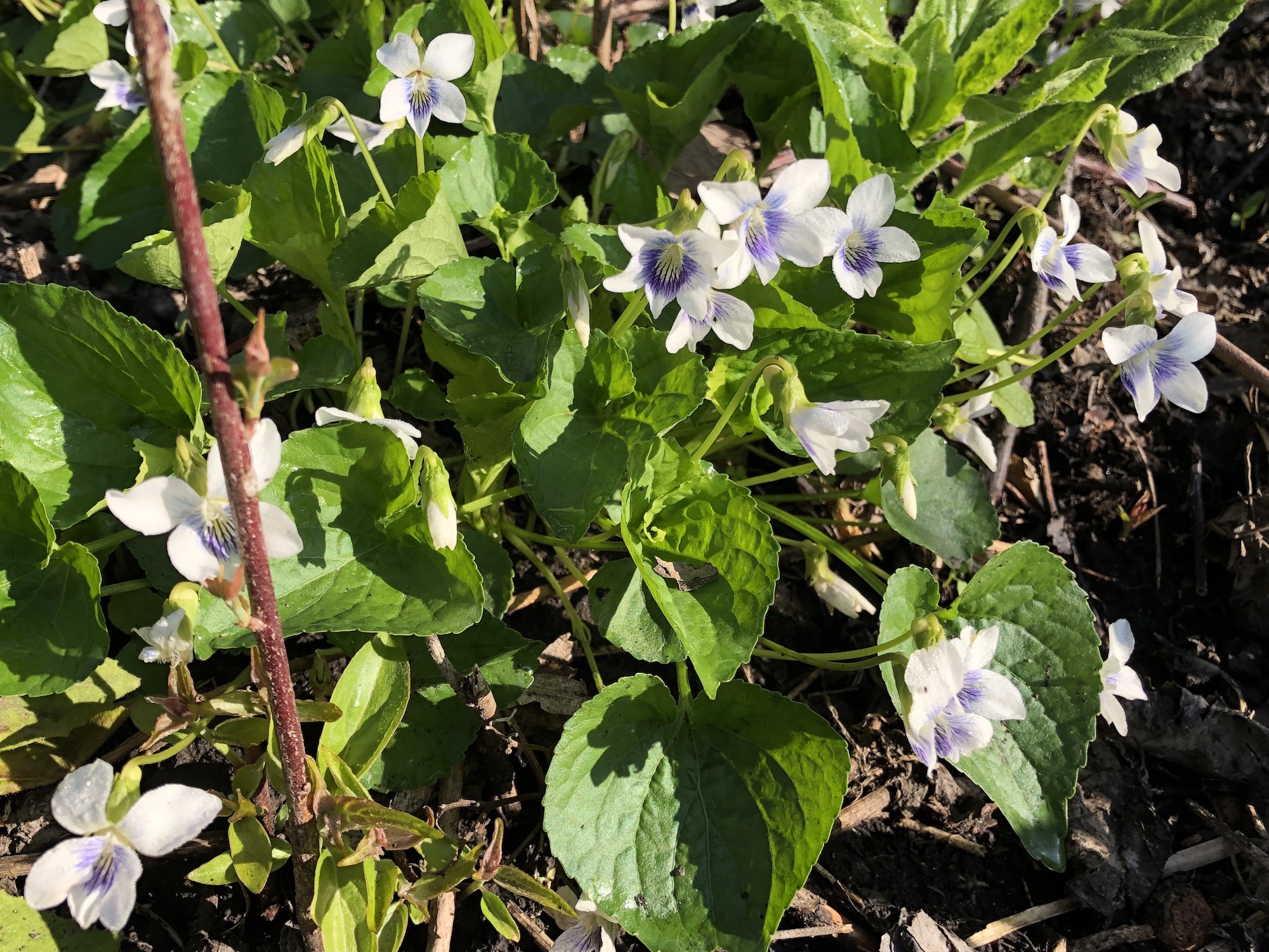 Wood Violets near the Duck Pond on May 4, 2019.