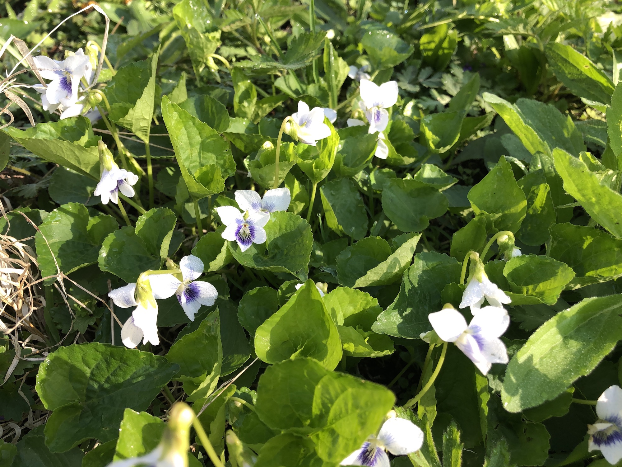 Wood Violets near the Duck Pond on May 4, 2019.
