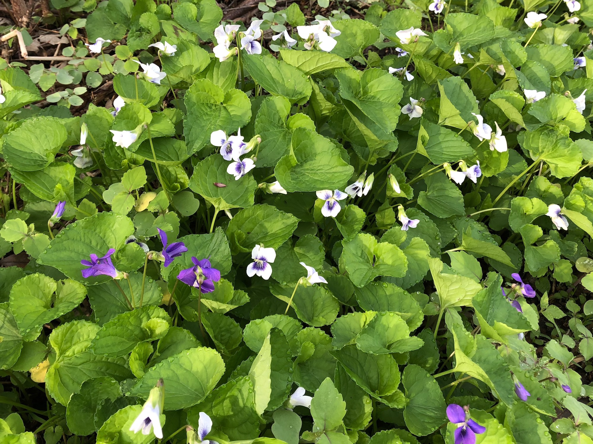 Wood Violets near the Duck Pond on May 15, 2018.