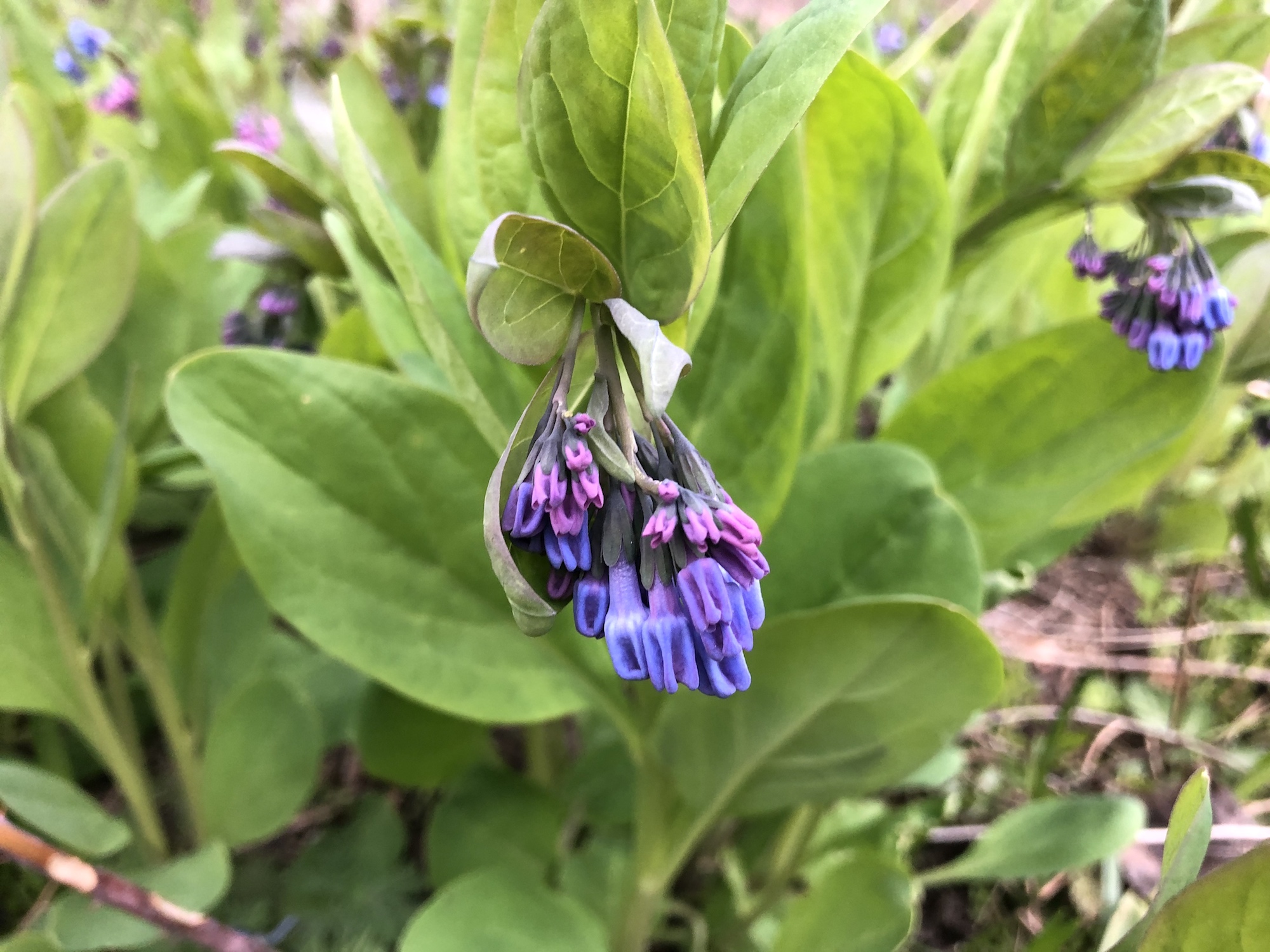 Virginia Bluebells in woods between Marion Dunn and Oak Savanna in Madison, Wisconsin on April 22, 2020.