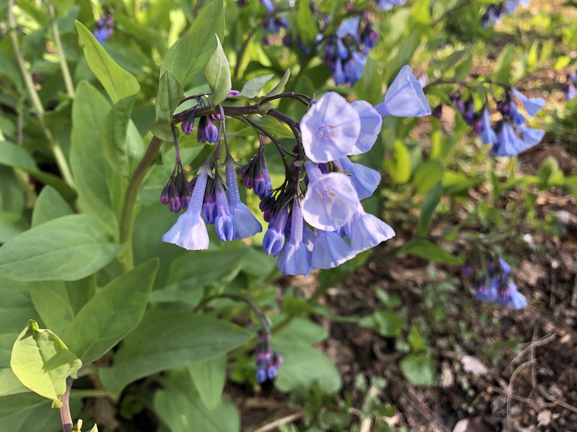 Virginia Bluebells around the Duck Pond in Madison, Wisconsin onApril 25, 2019.