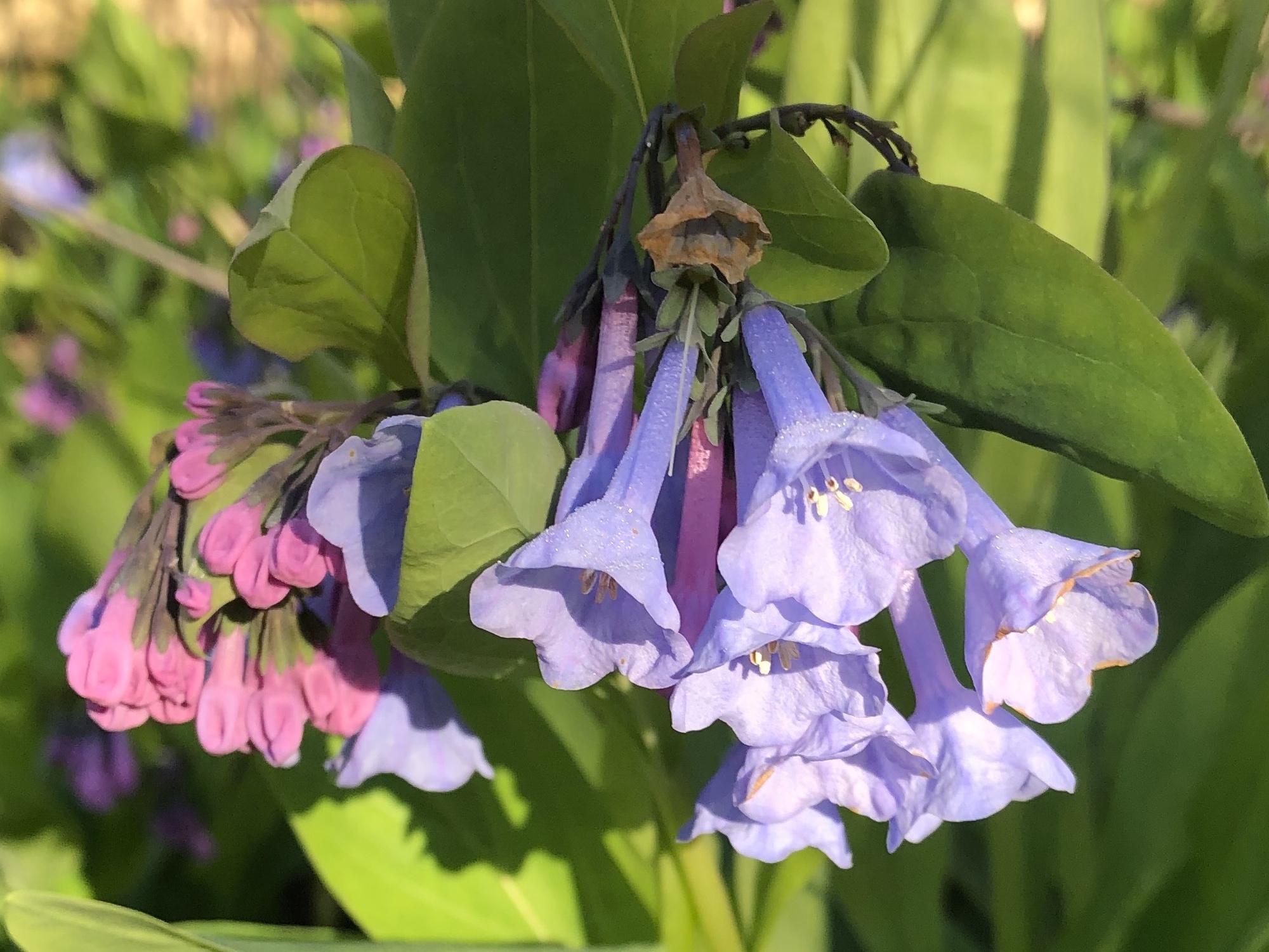 Virginia Bluebells by Duck Ponda in Madison, Wisconsin on April 16, 2021.