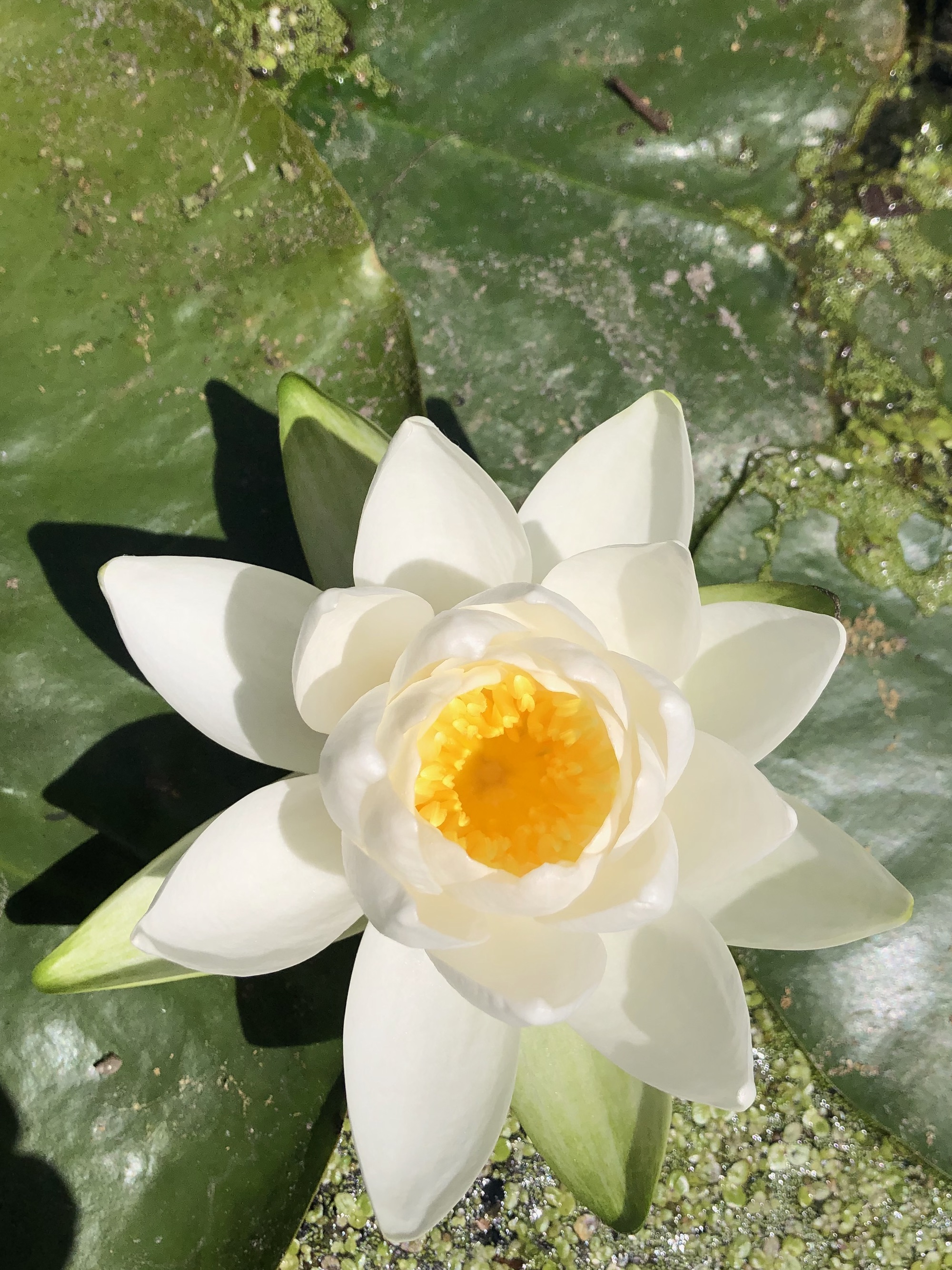 American White Water Lily in Lake Wingra by Wingra Boatsvin Madison, Wisconsin on June 19, 2022.
