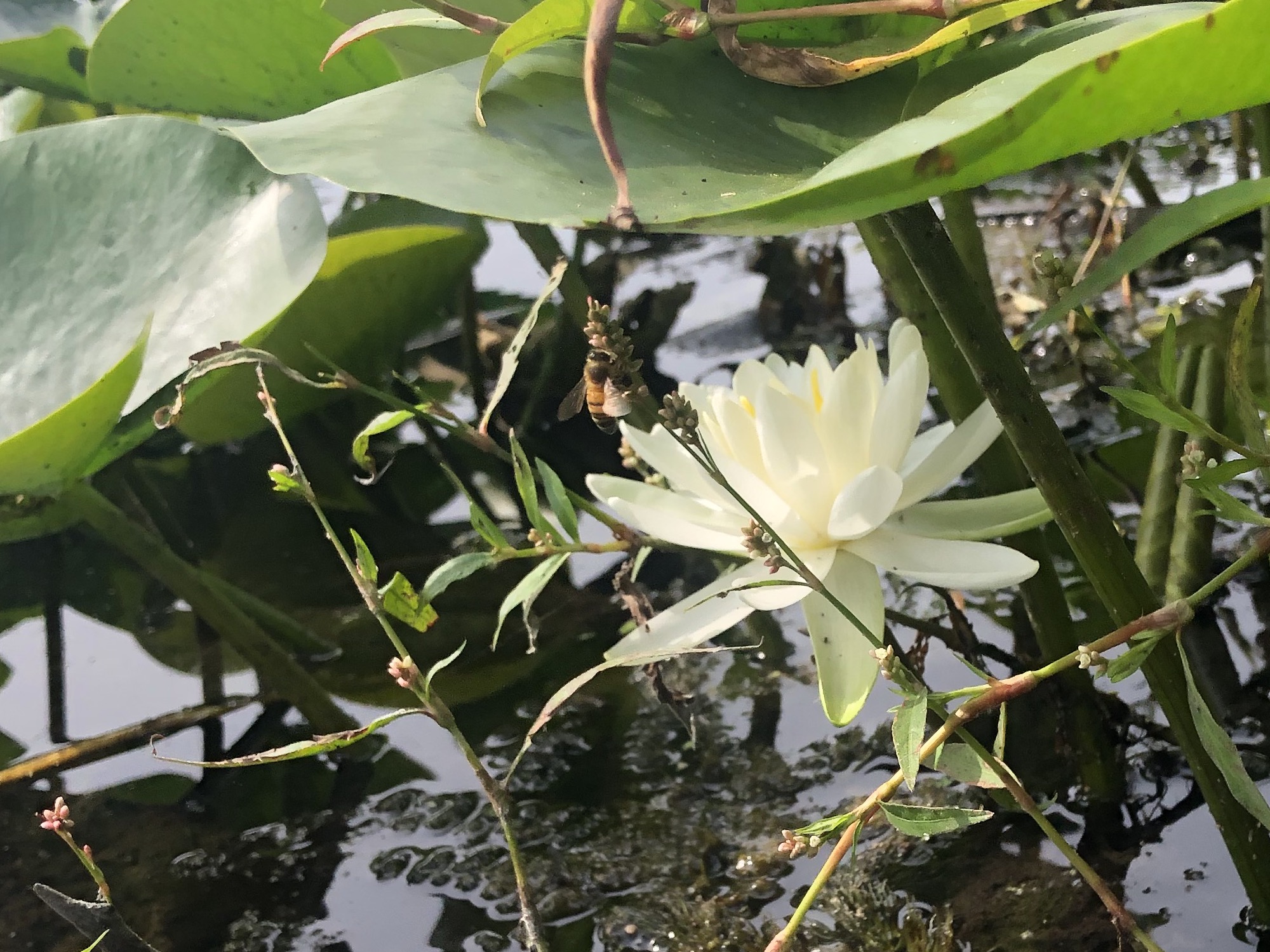 American White Water Lily in Lake Wingra in Madison, Wisconsin on September 2, 2021.