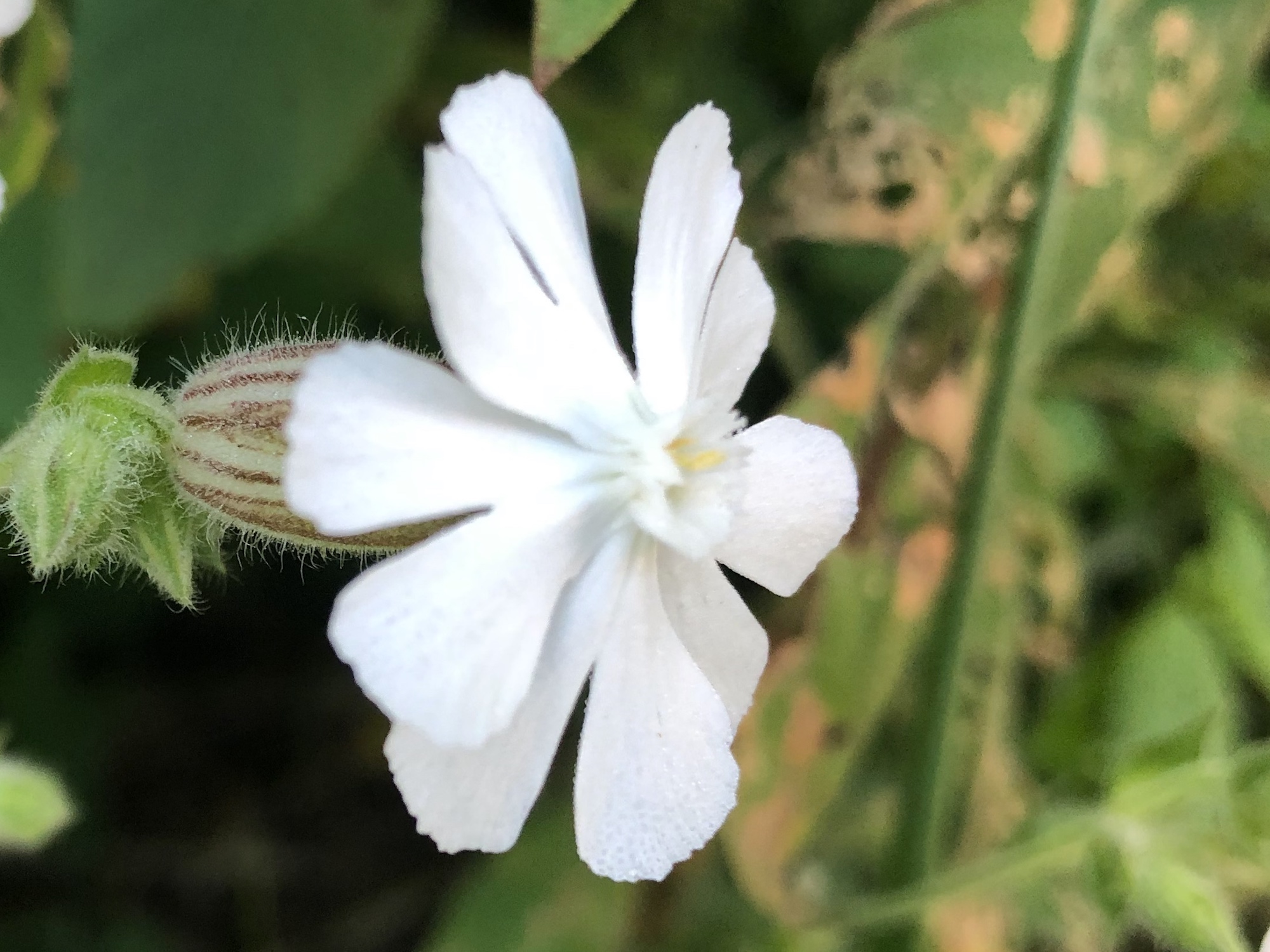 White Campion on banks of Retaining Pond on August 1, 2019.