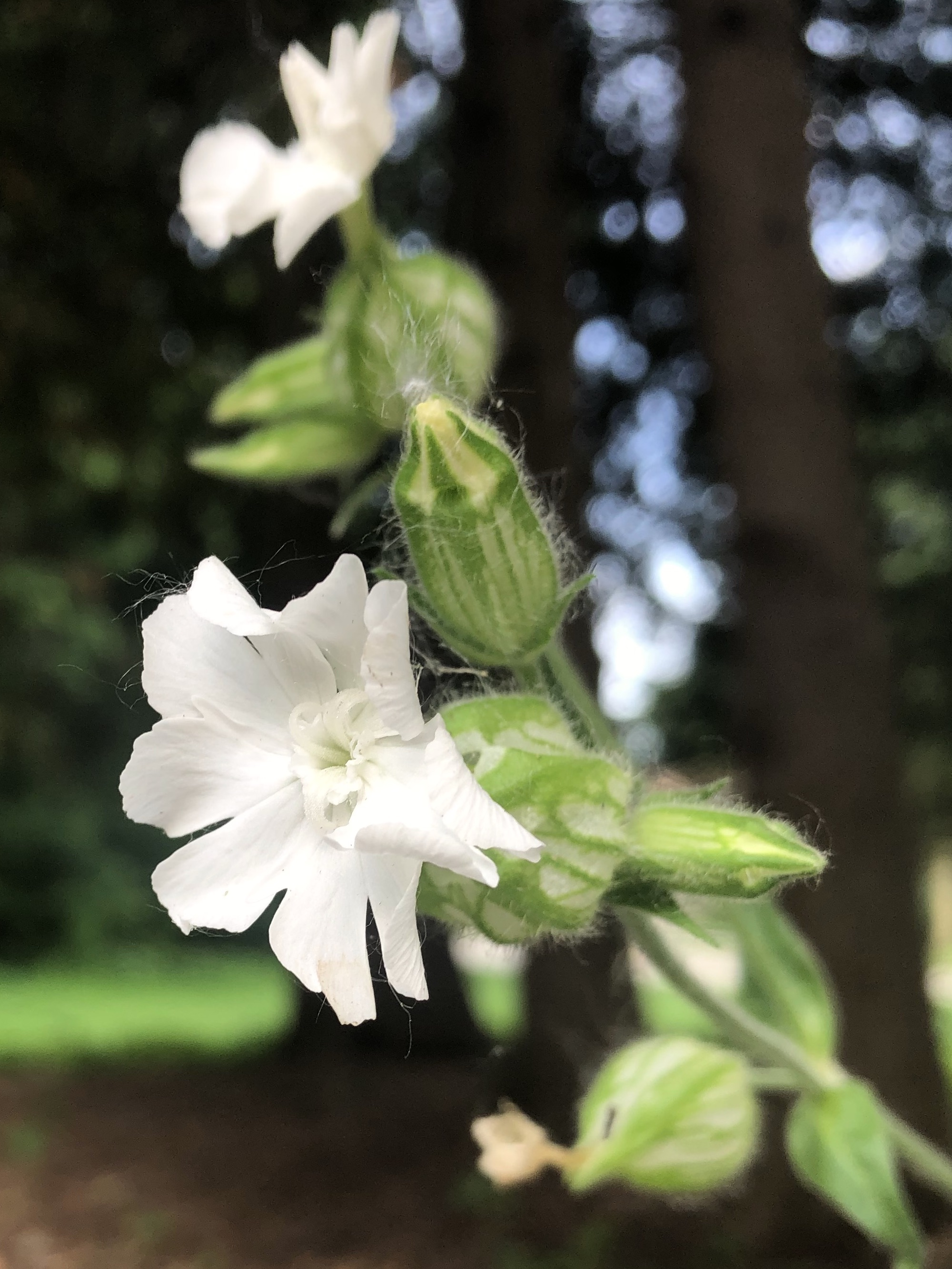 White Campion near Wingra Park parking lot in Madison, Wisconsin on June 15, 2022.