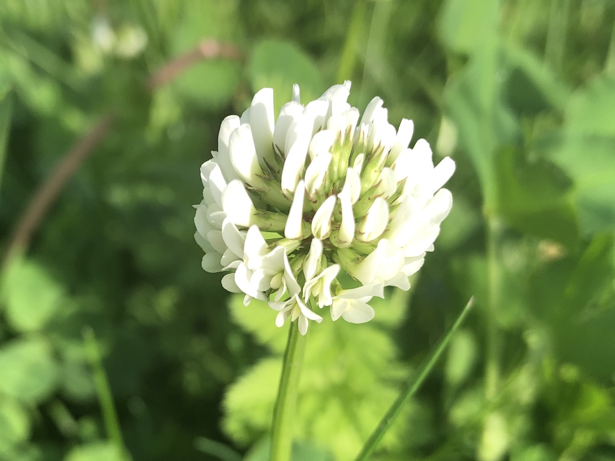 White Clover off of Monroe Street sidewalk in Madison, Wisconsin on May 27, 2020.