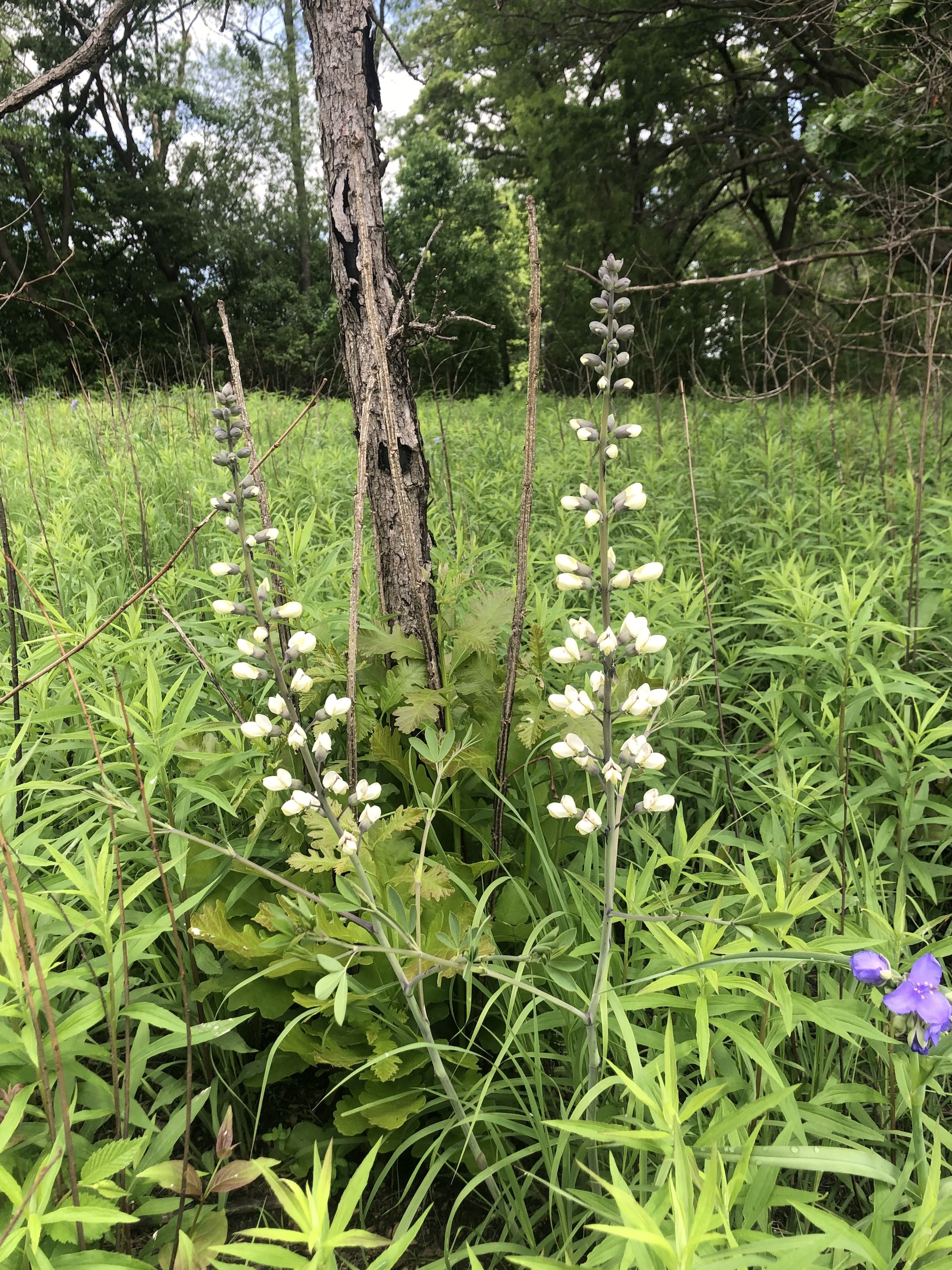 White Wild Indigo in UW Madison Arboretum Curtis Prairiei n Madison, Wisconsin on June 27, 2020