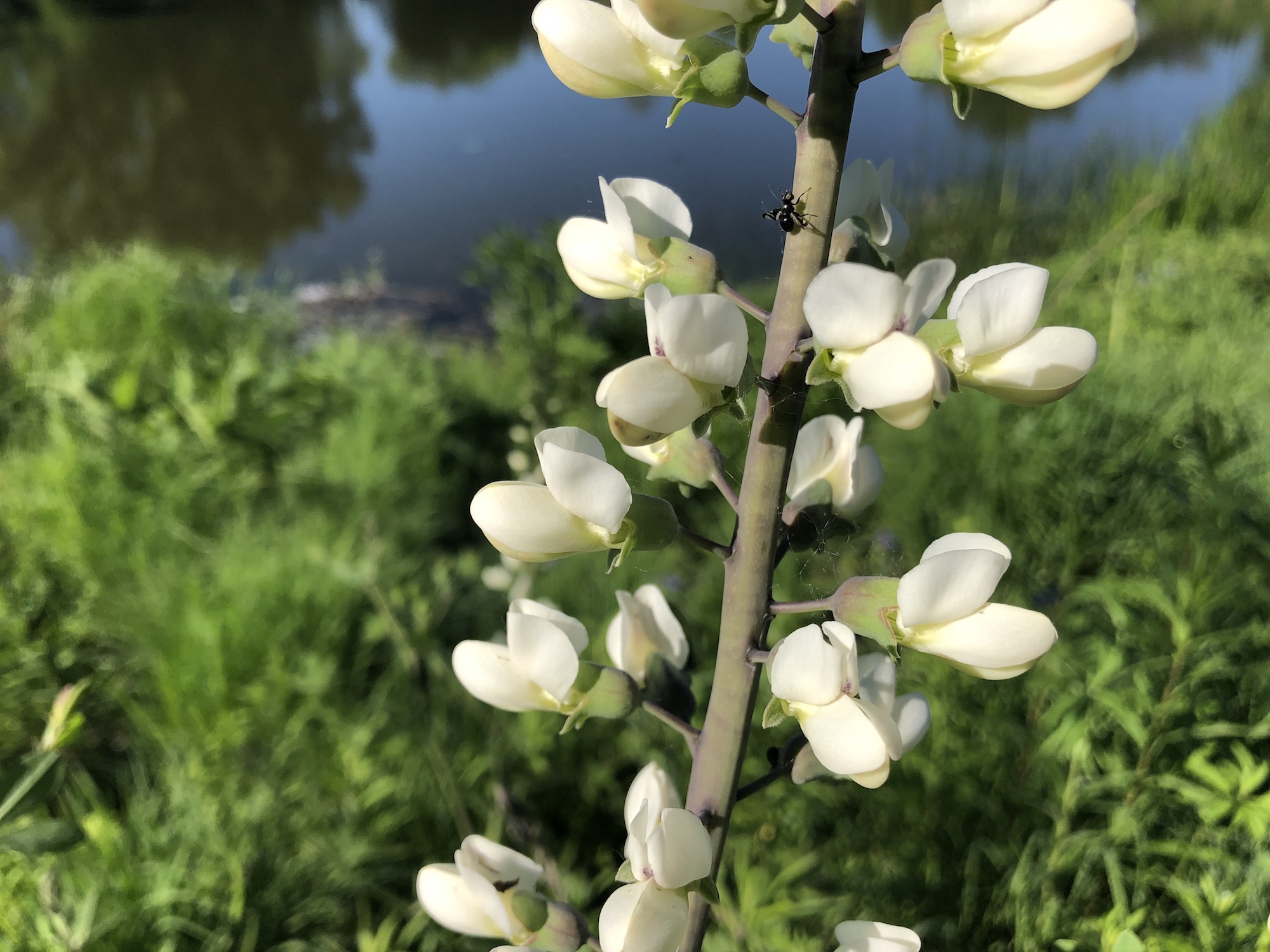White Wild Indigo on the banks of the retaining pond on the corner of Nakoma Road and Manitou Way on June 8, 2019.