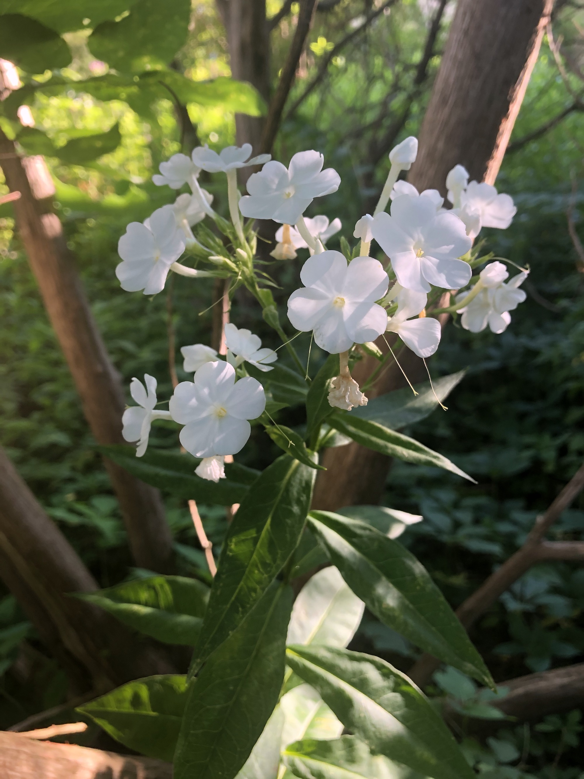 Tall Garden Phlox by Duck Pond on July 4, 2020.