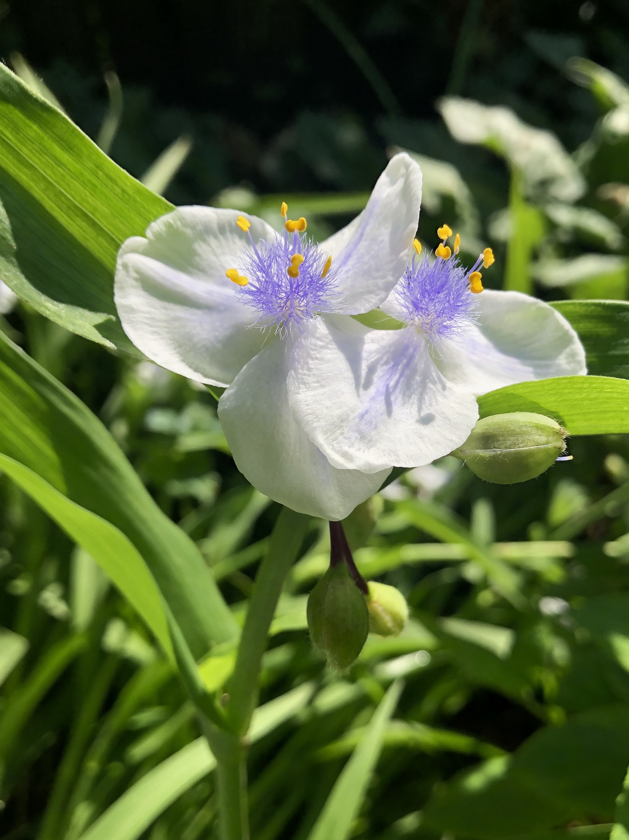 White Spiderwort (Tradescantia ohiensis alba) by Agawa Path on June 11, 2020.