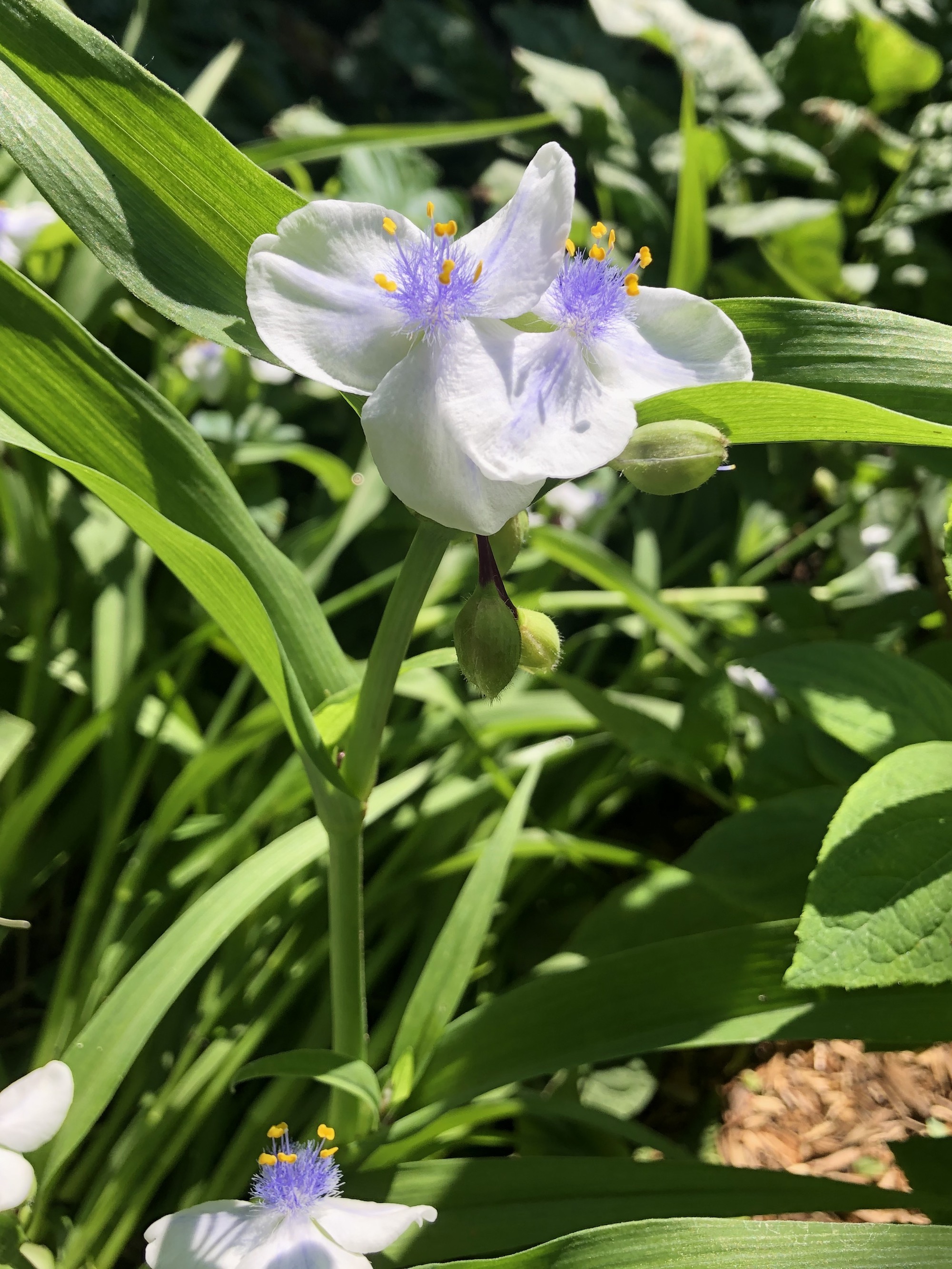 White Spiderwort (Tradescantia ohiensis alba) by Agawa Path on June 11, 2020.