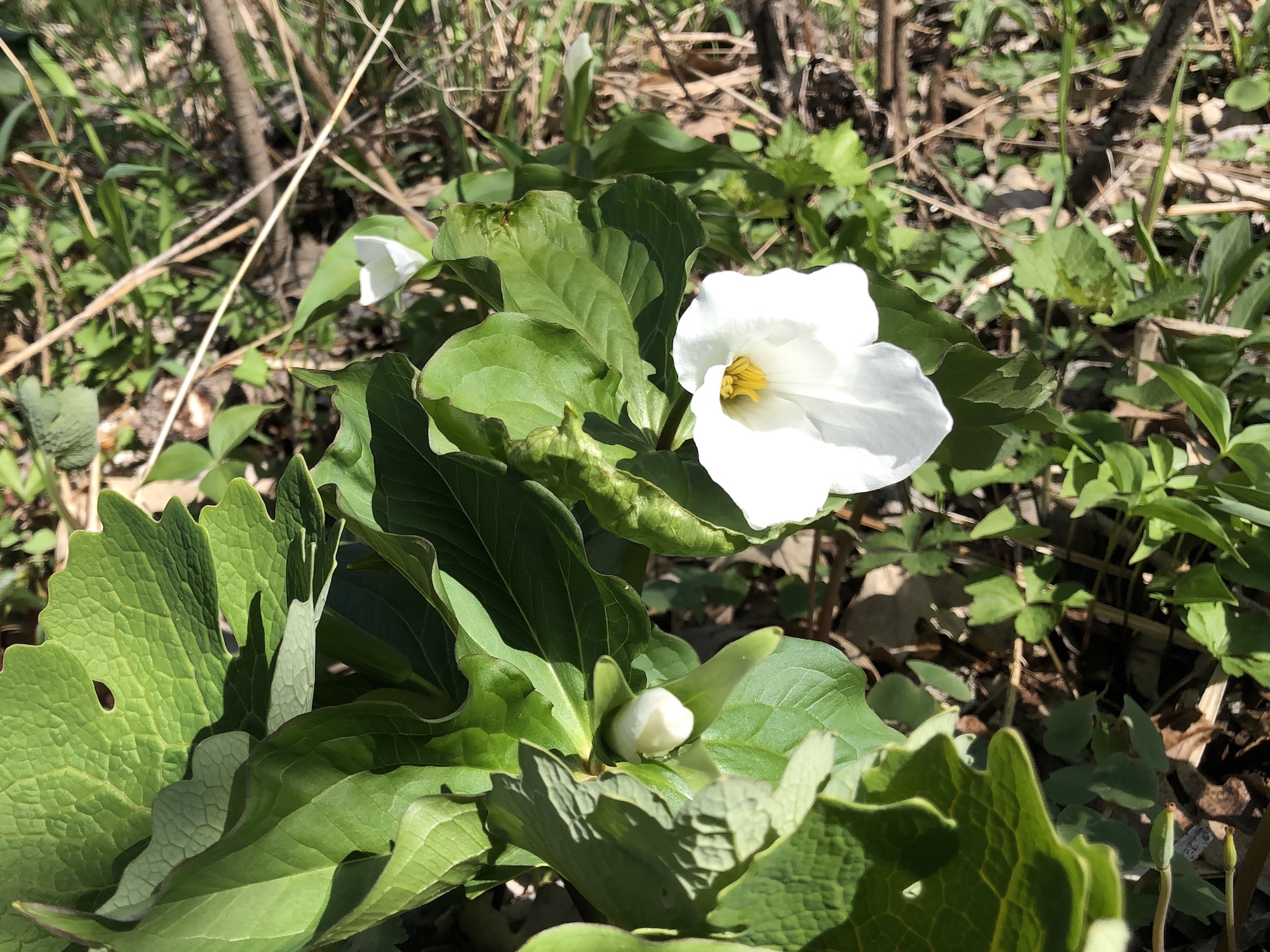 Great White Trillium on hill near Council Ring on April 26, 2019.