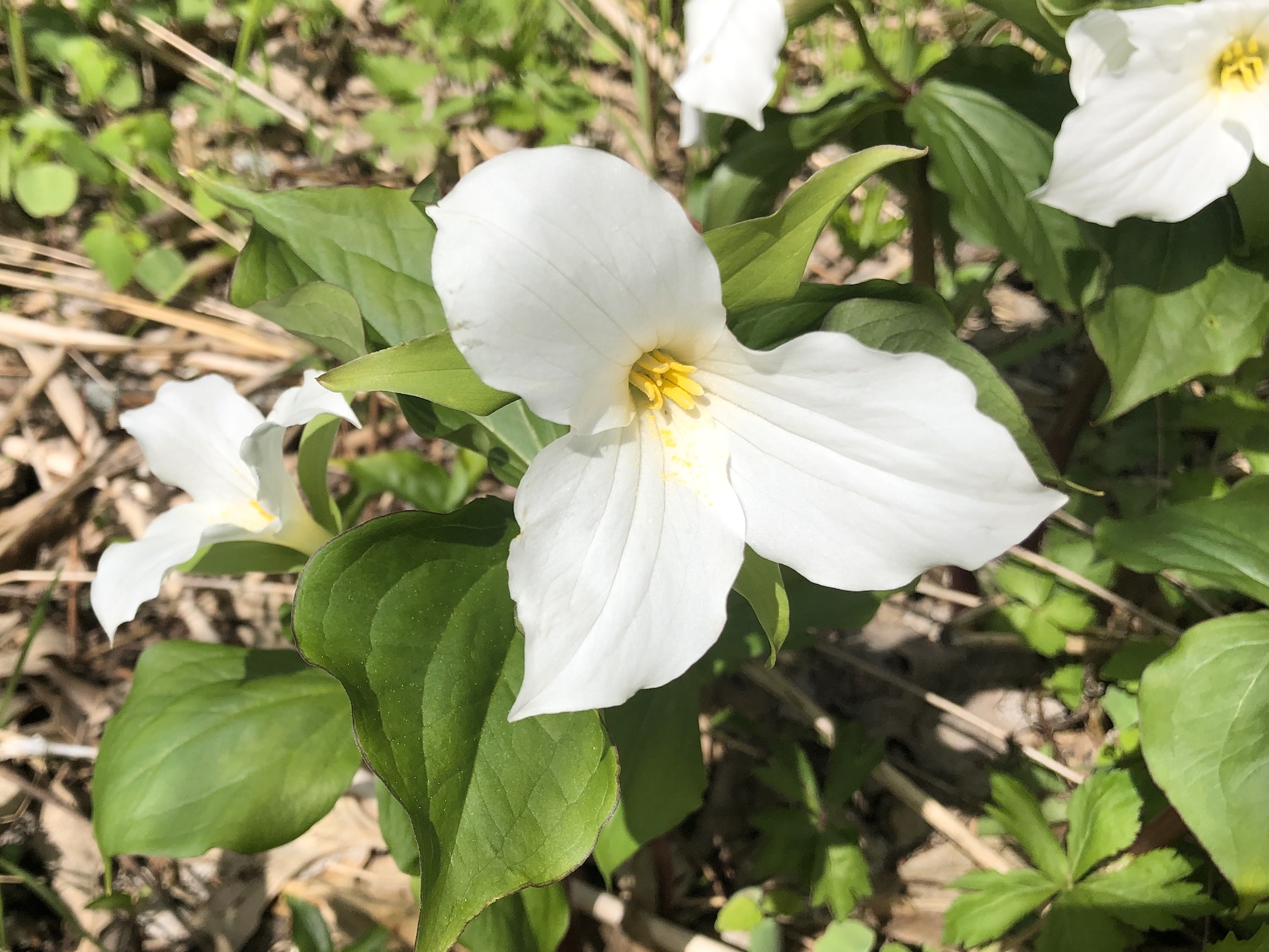 Great White Trillium on hill near Council Ring on May 7, 2019.