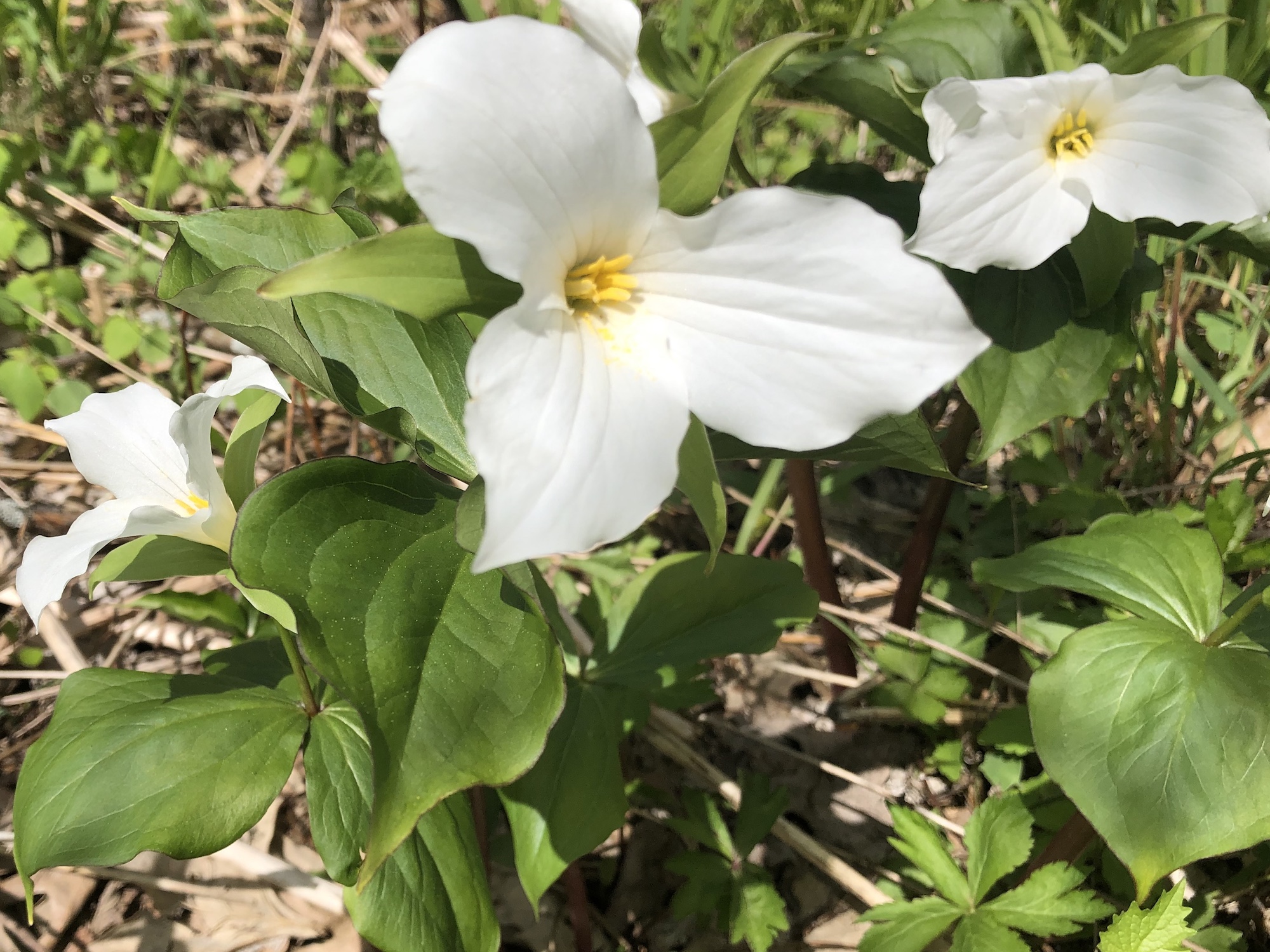 Great White Trillium on hill near Council Ring on May 7, 2019.