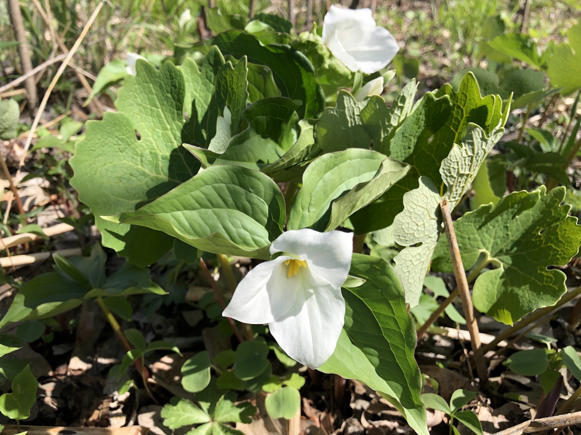 Great White Trillium on hill near Council Ring on April 26, 2019.