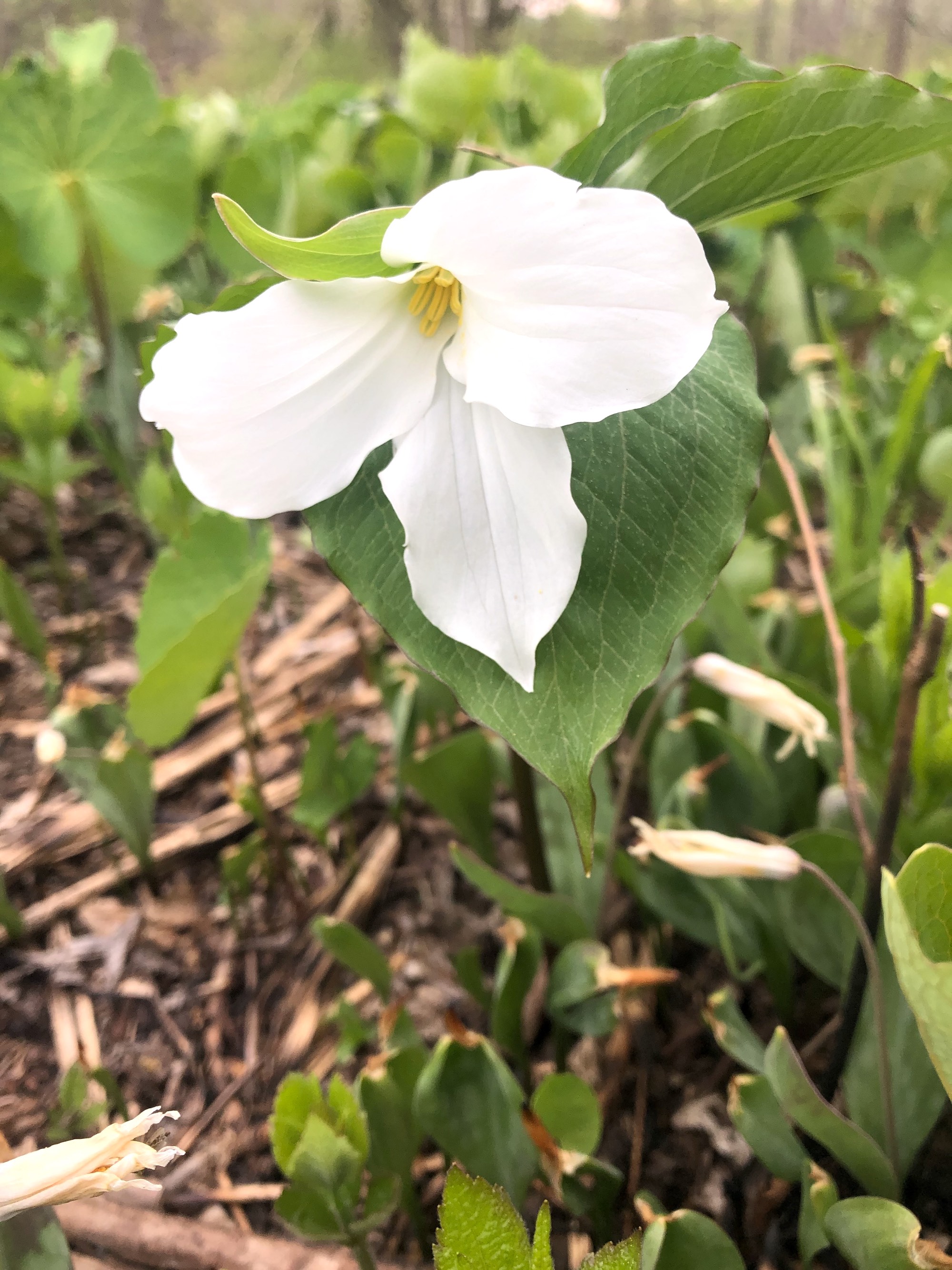 Great White Trillium near Council Ring in Oak Savanna in Madison, Wisconsin on April 30, 2021.