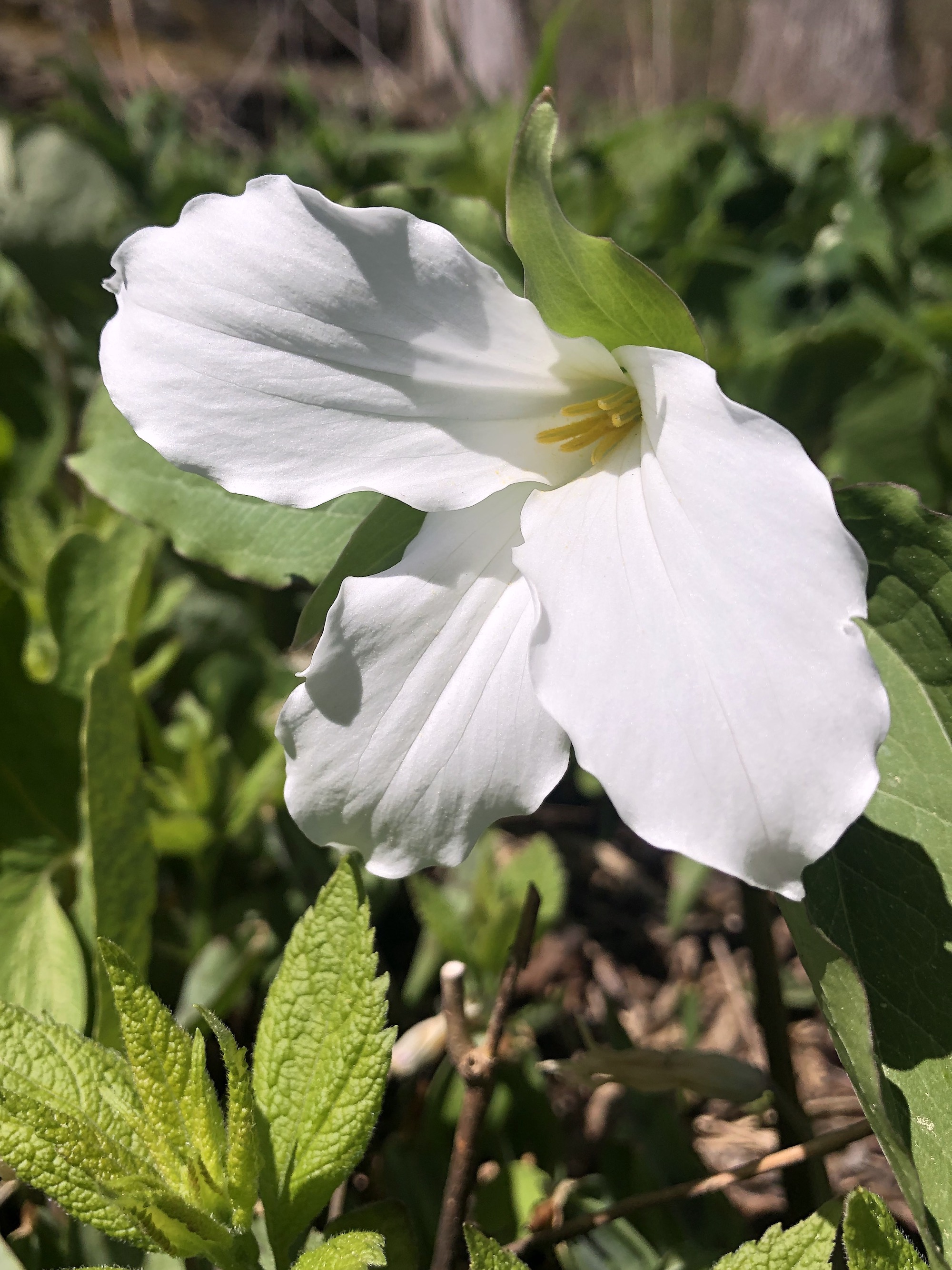 Great White Trillium near Council Ring in Oak Savanna in Madison, Wisconsin on April 30, 2021.