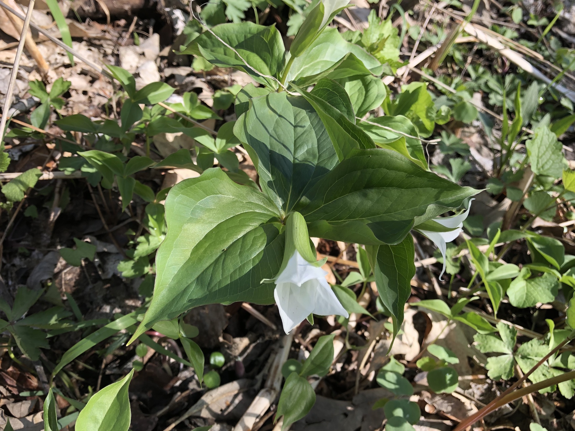 Great White Trillium on hill near Council Ring on April26, 2019.