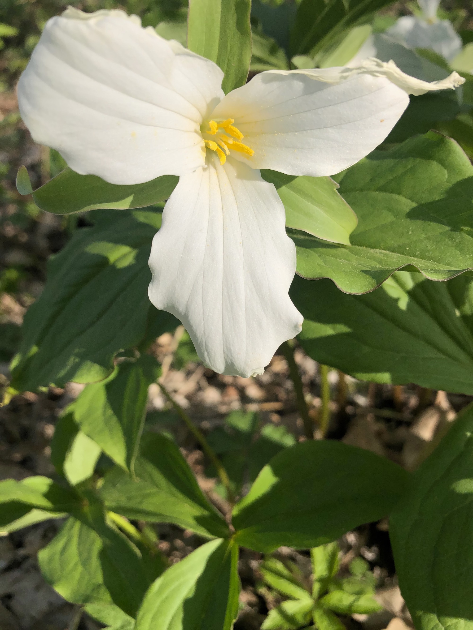 Great White Trillium by Council Ring in Madison, Wisconsin on May 2, 2021.