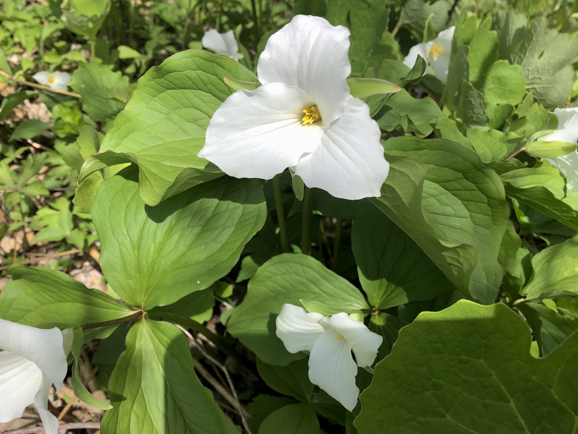 Great White Trillium near Council Ring Spring in Madison, Wisconsin on May 7, 2019.