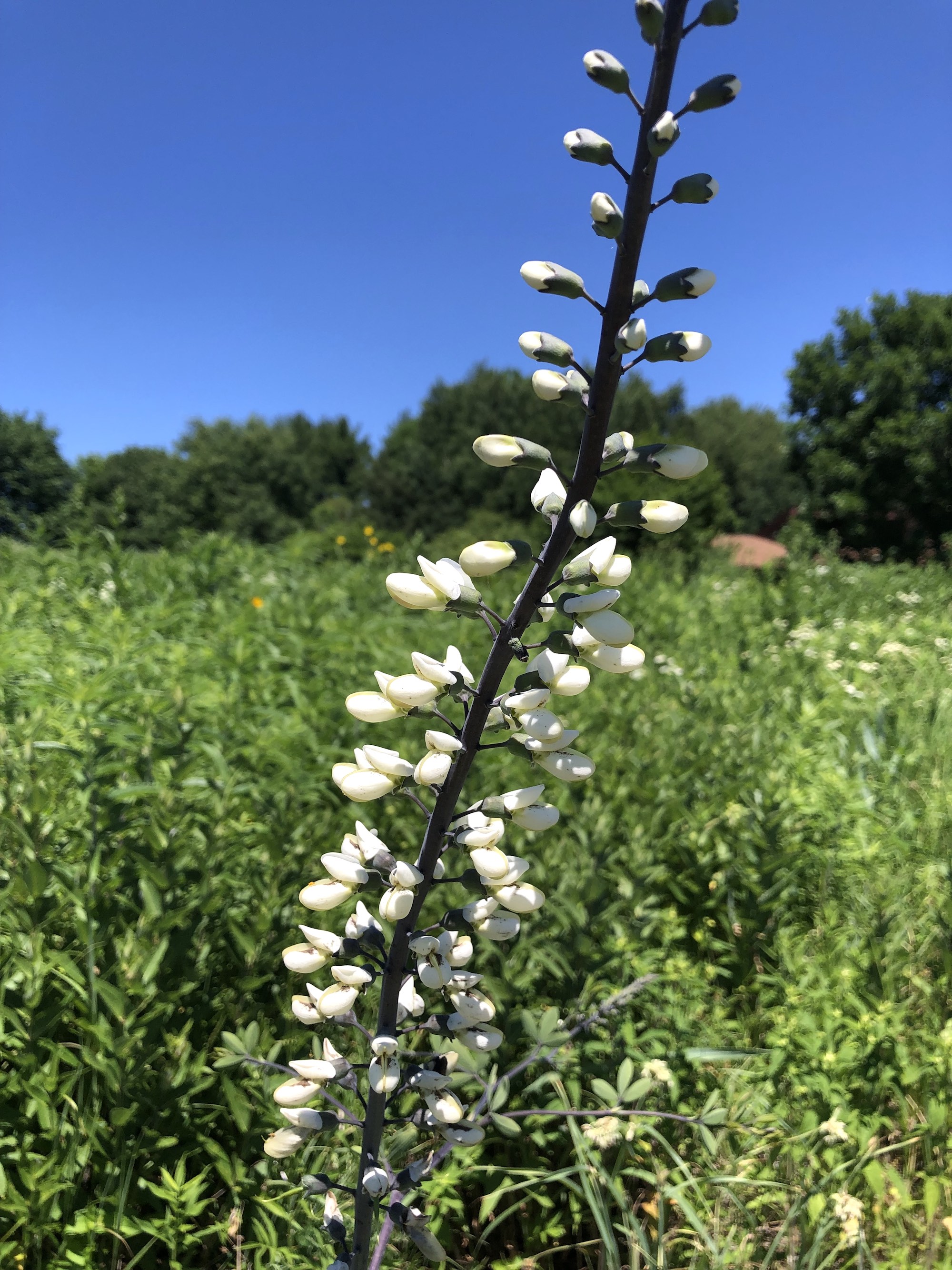 White Wild Indigo in the UW Arboretum Nature Garden in Madison, Wisconsin on June 19, 2021.