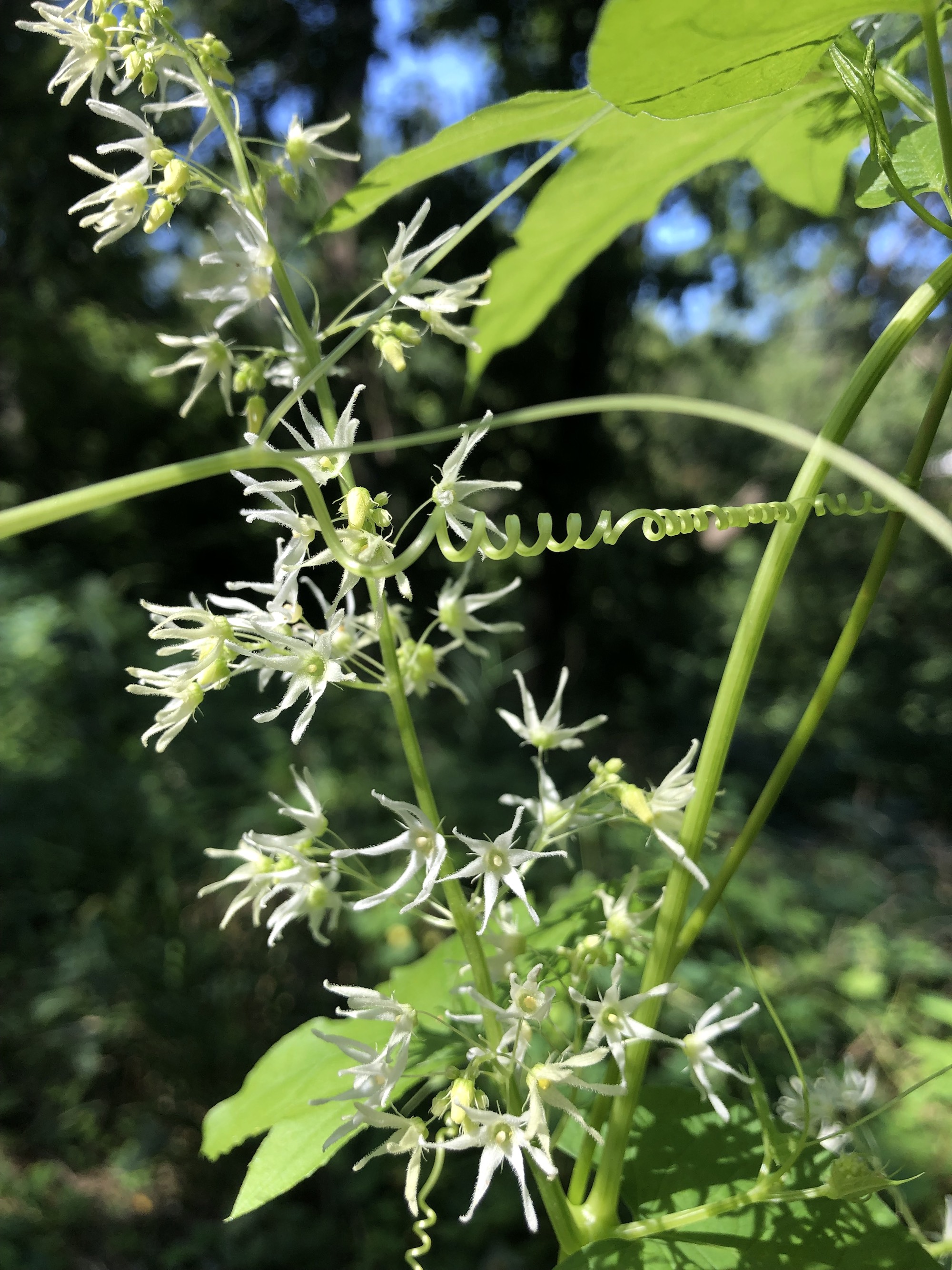 Wild Cucumber off of bike path behind Gregory Street in Madison, Wisconsin on August 13, 2021.
