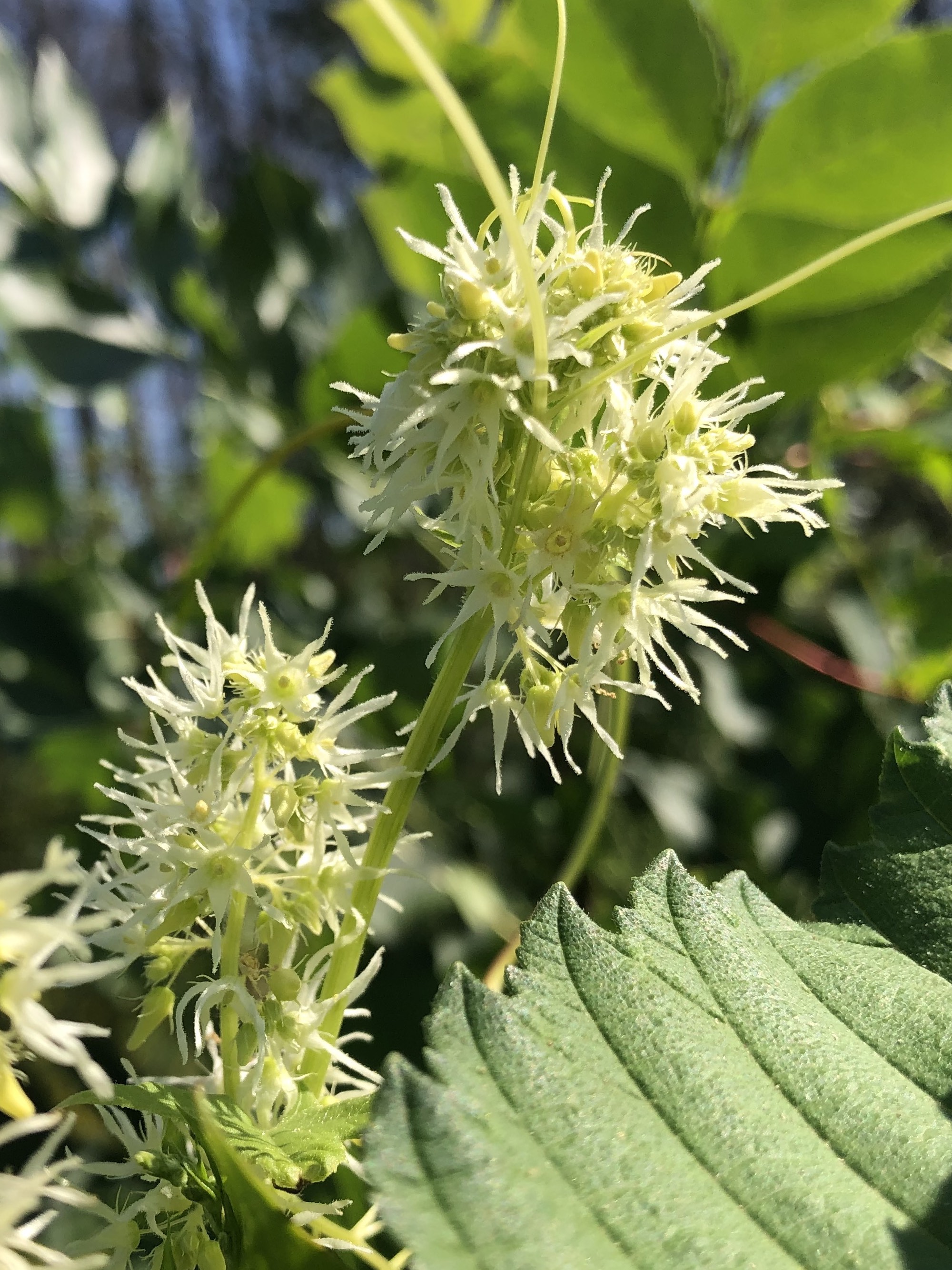 Wild Cucumber off of bike path behind Gregory Street in Madison, Wisconsin on August 14, 2020.