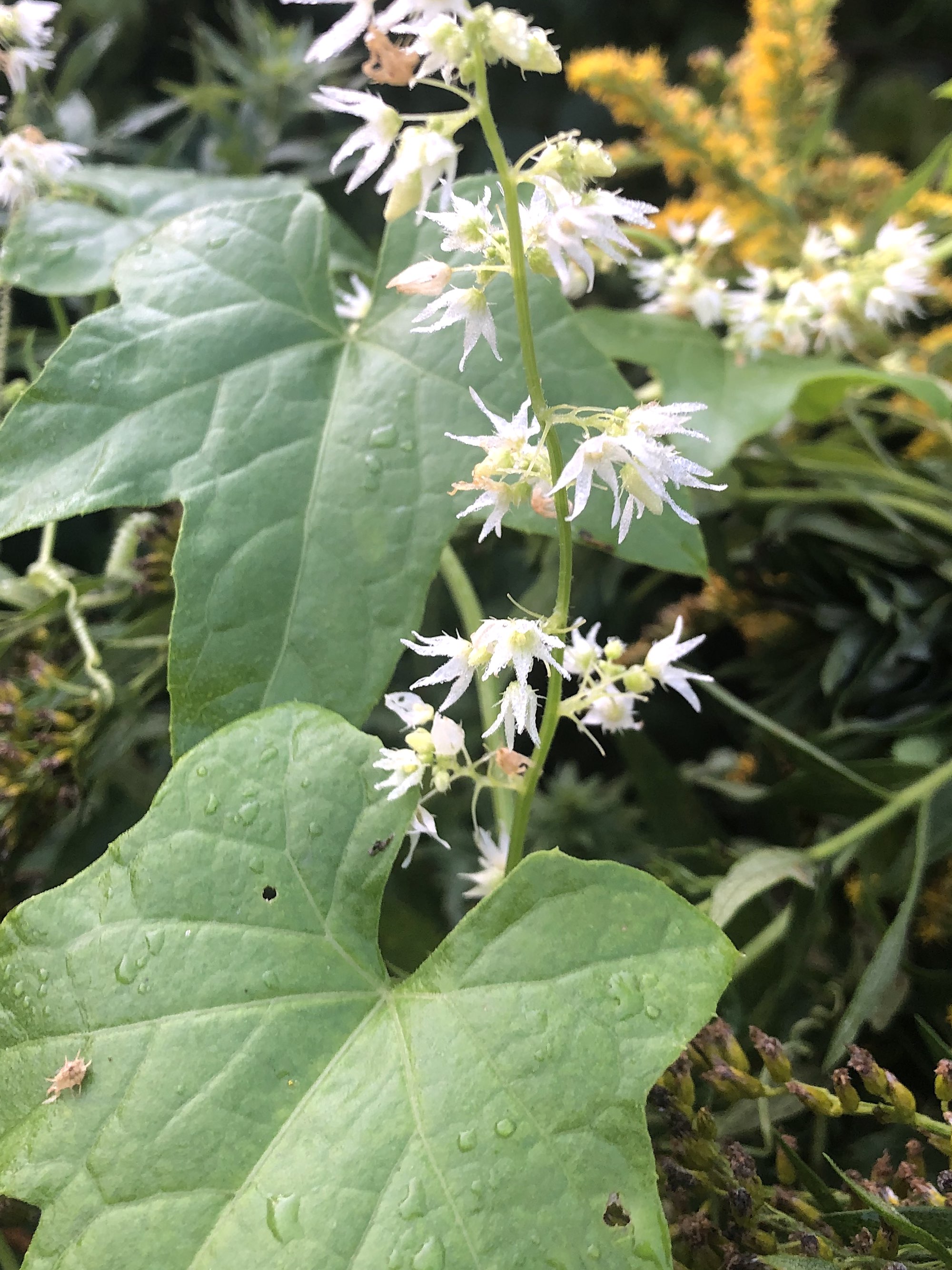 Wild Cucumber at edge of woods on Arbor Drive in Madison, Wisconsin on September 15, 2020.