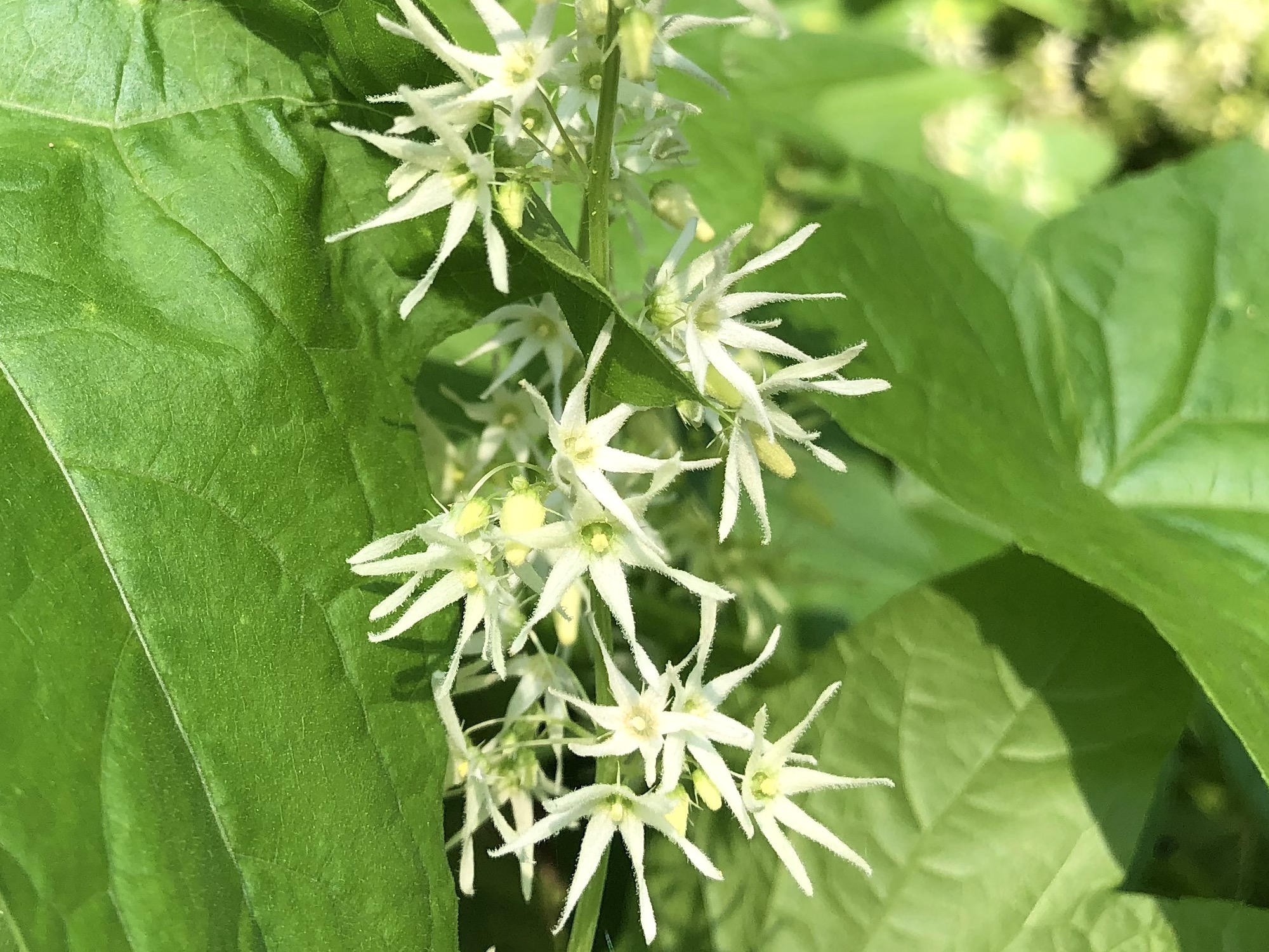 Wild Cucumber at edge of woods on Arbor Drive in Madison, Wisconsin on August 22, 2019.