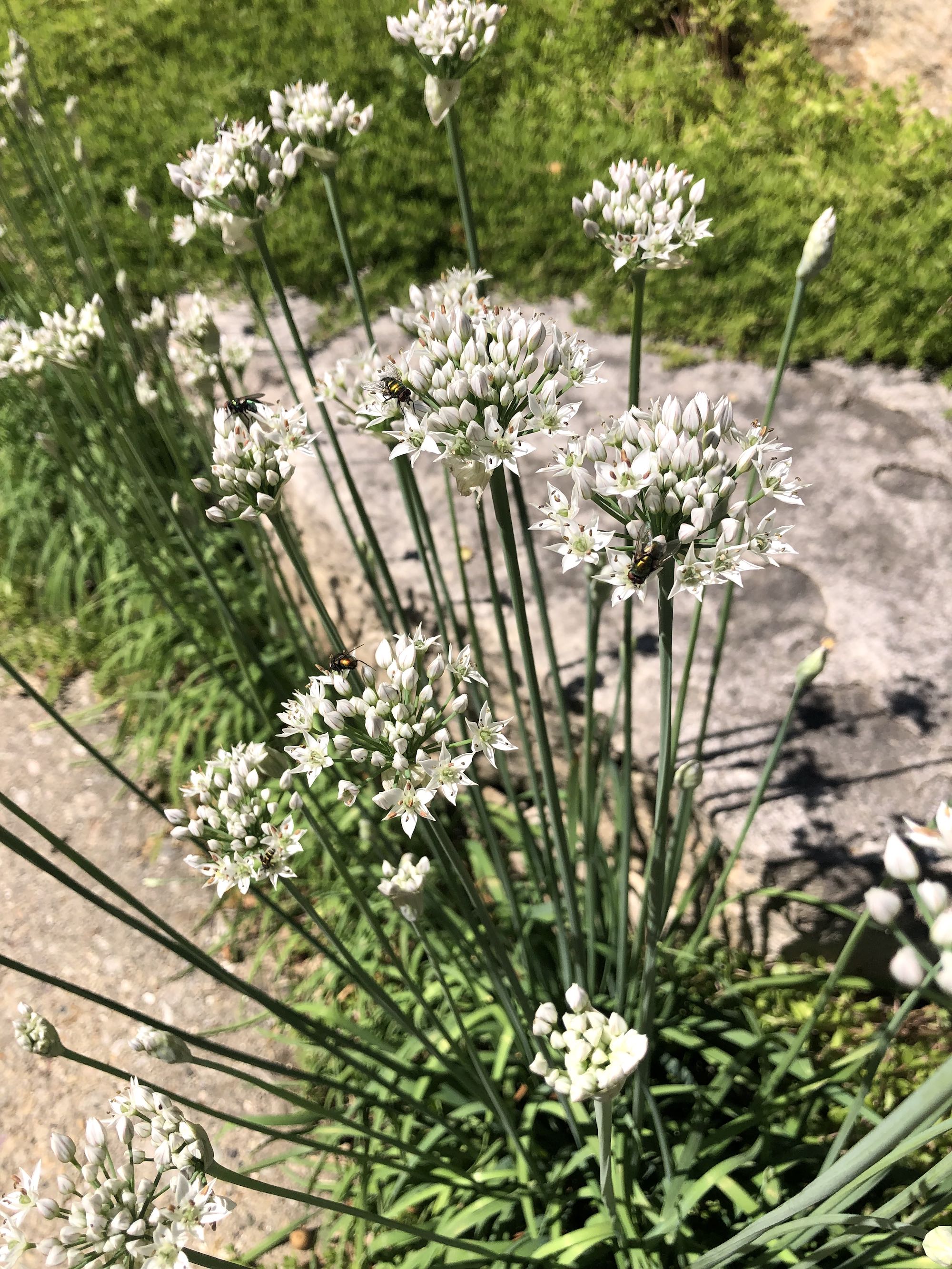 Garlic Chives between sidewalk and stone wall on Cherokee Drive on August 30, 2022.