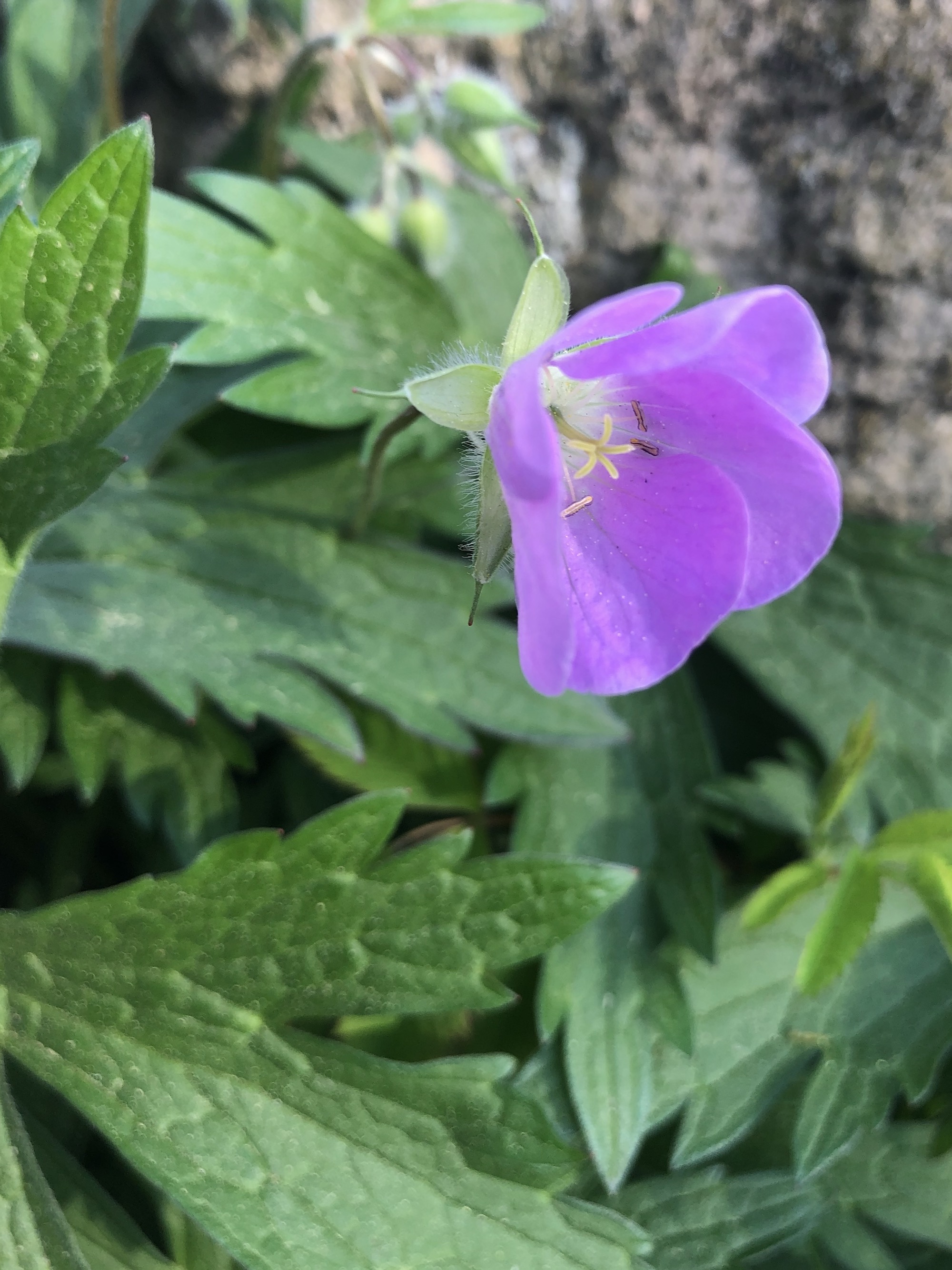 Wild Geranium by Council Ring in Oak Savanna on May 2, 2021.