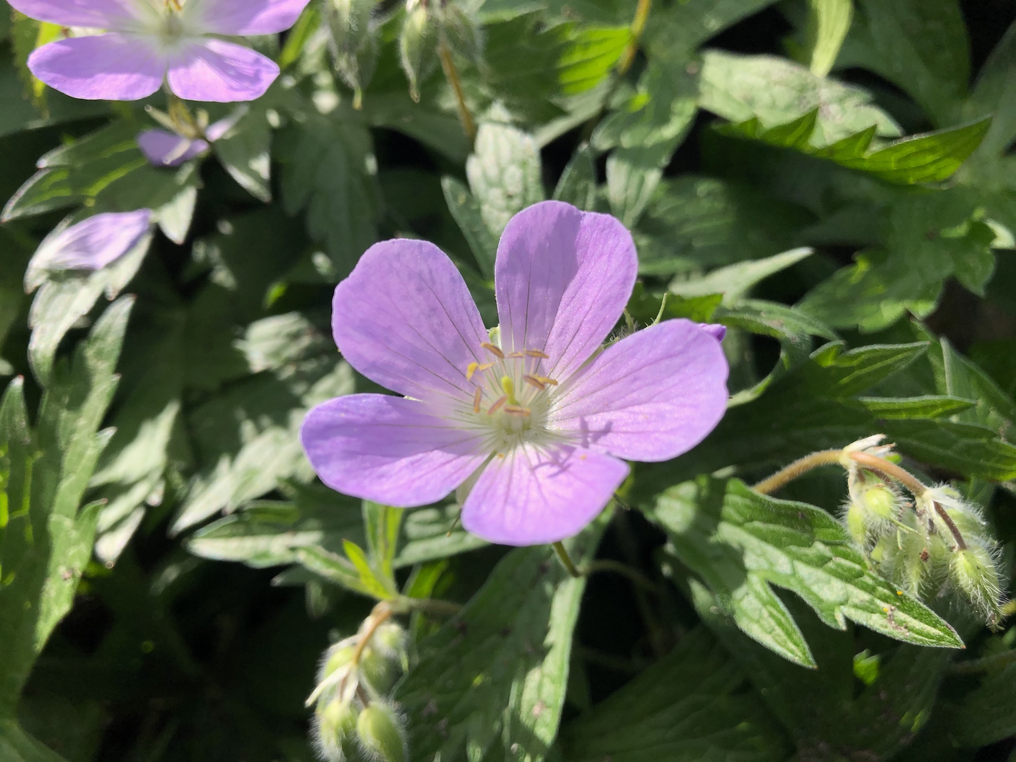 Wild Geranium by Council Ring in Oak Savanna on May 5, 2021.