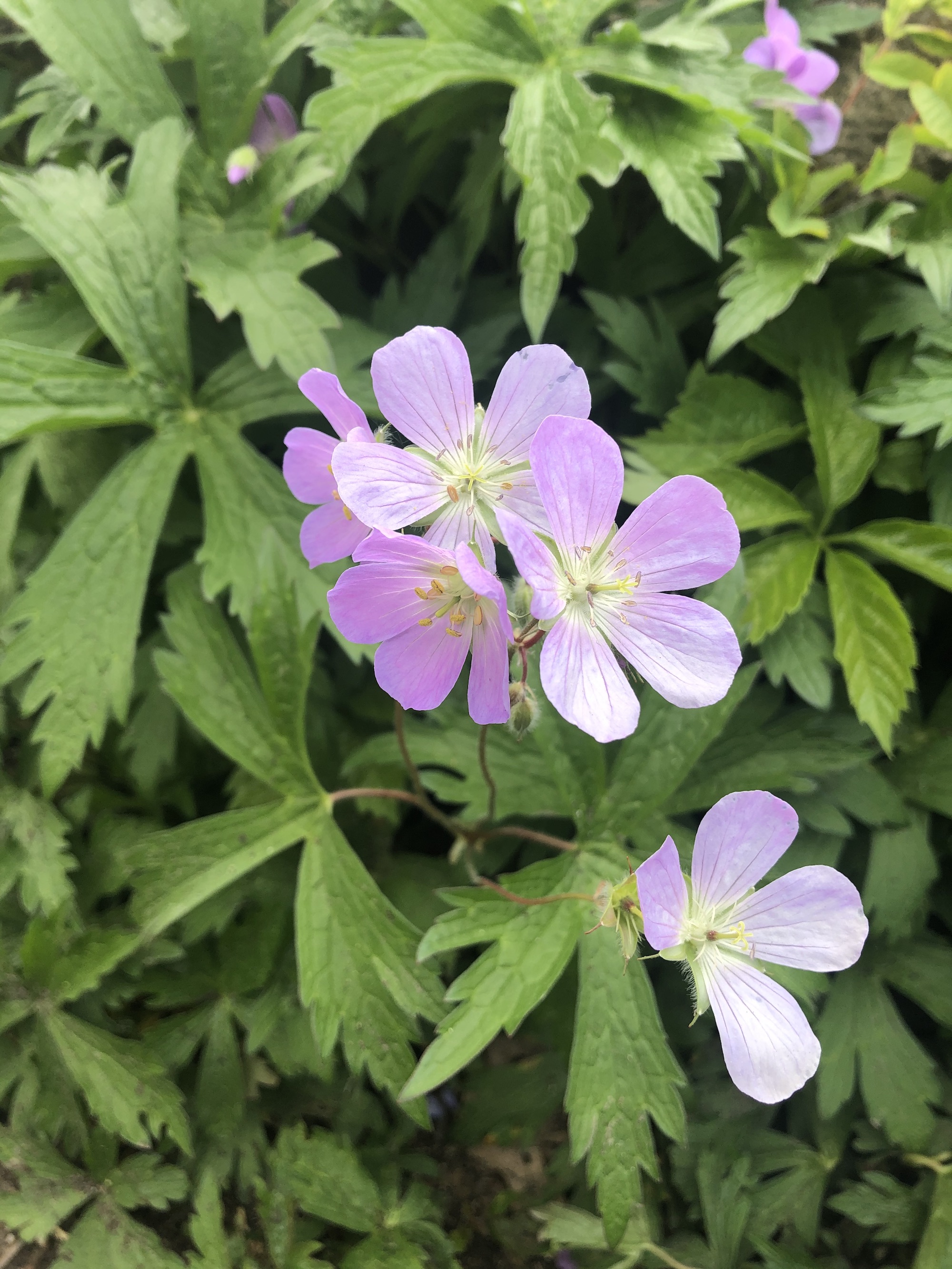 Wild Geranium by Council Ring in Oak Savanna in Madison, Wisconsin on May 10, 2021.