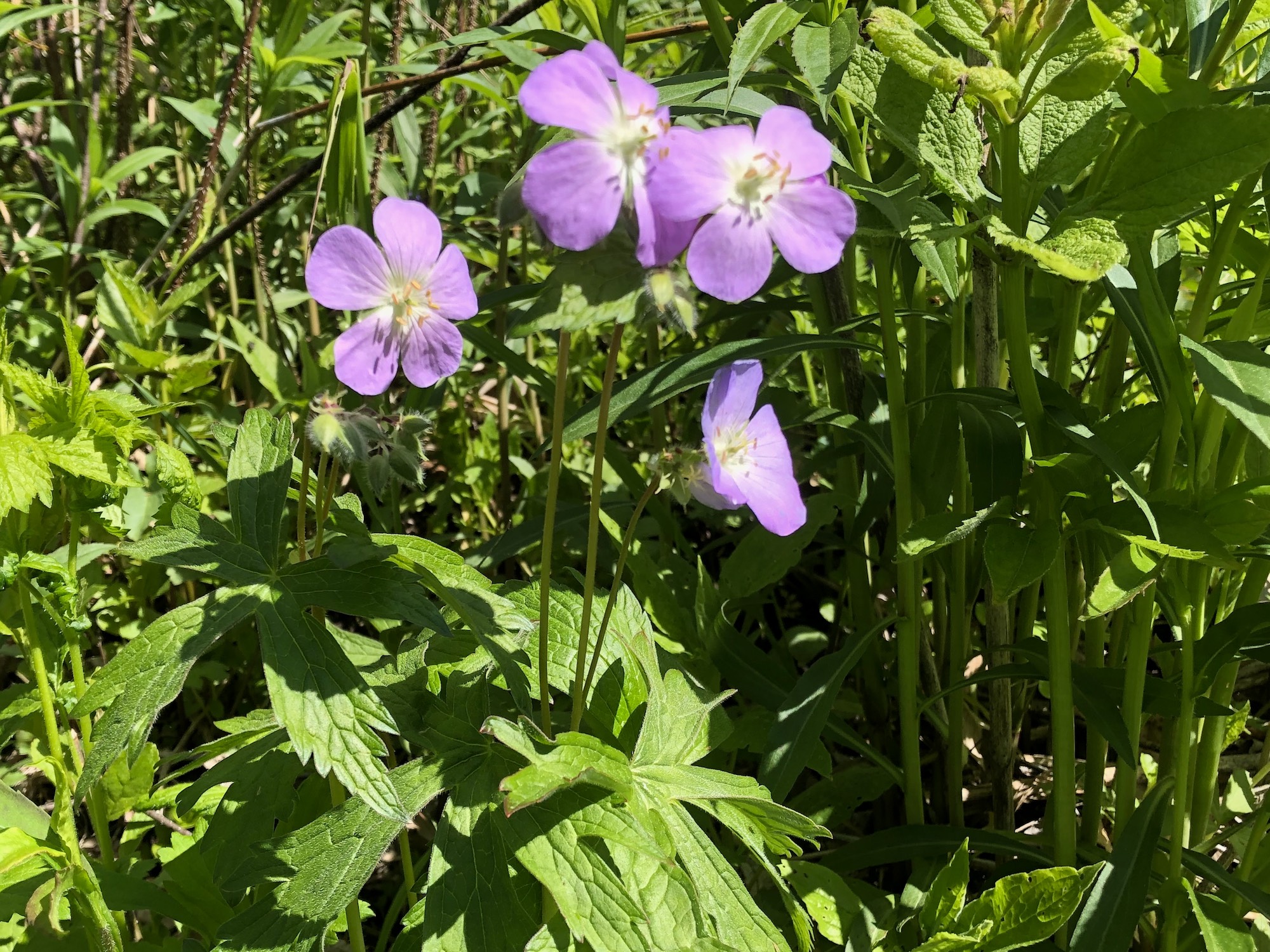 Wild Geranium in the Oak Savanna near Council Ring on May 13, 2019.