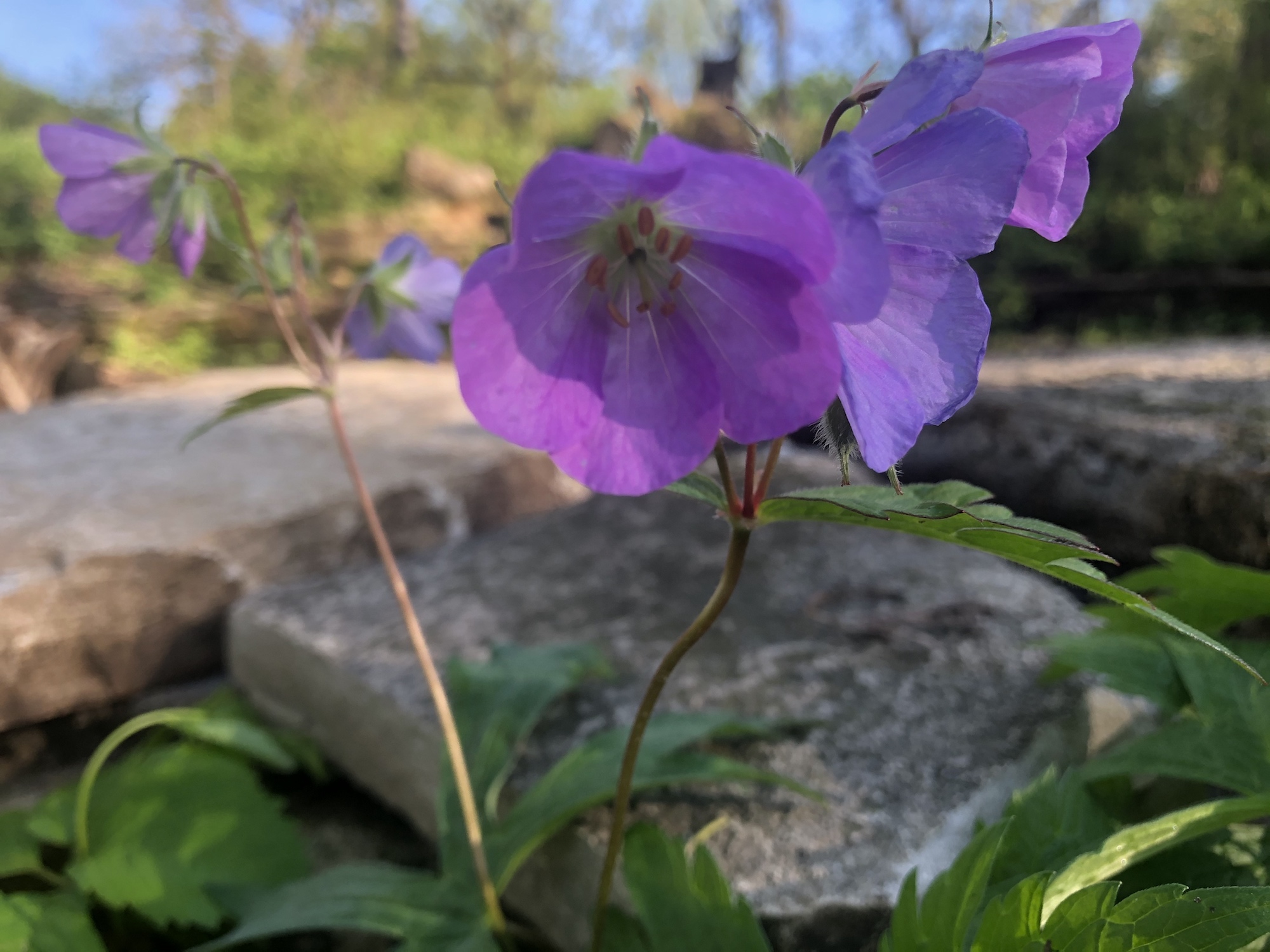 Wild Geranium by Council Ring in Oak Savanna on May 20, 2020.